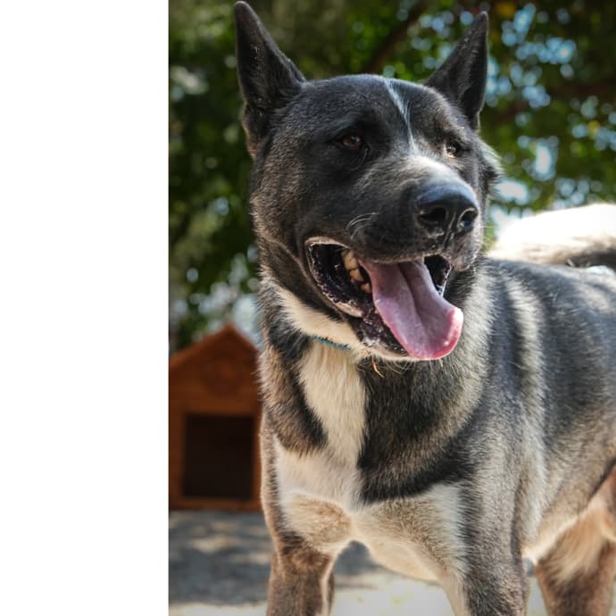 Asil Melez Köpek, İstanbul