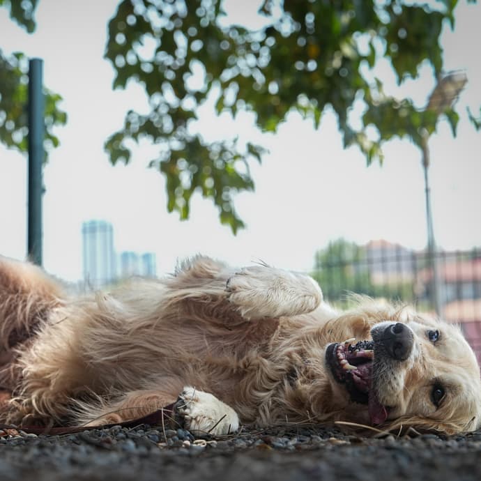 Bogi Melez Köpek, İstanbul