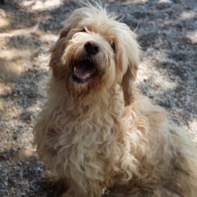 Vega Melez Köpek, İstanbul