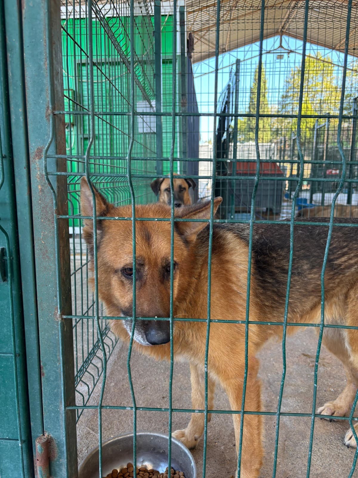 Alman Kurdu Çoban Köpeği Köpek, Kırklareli