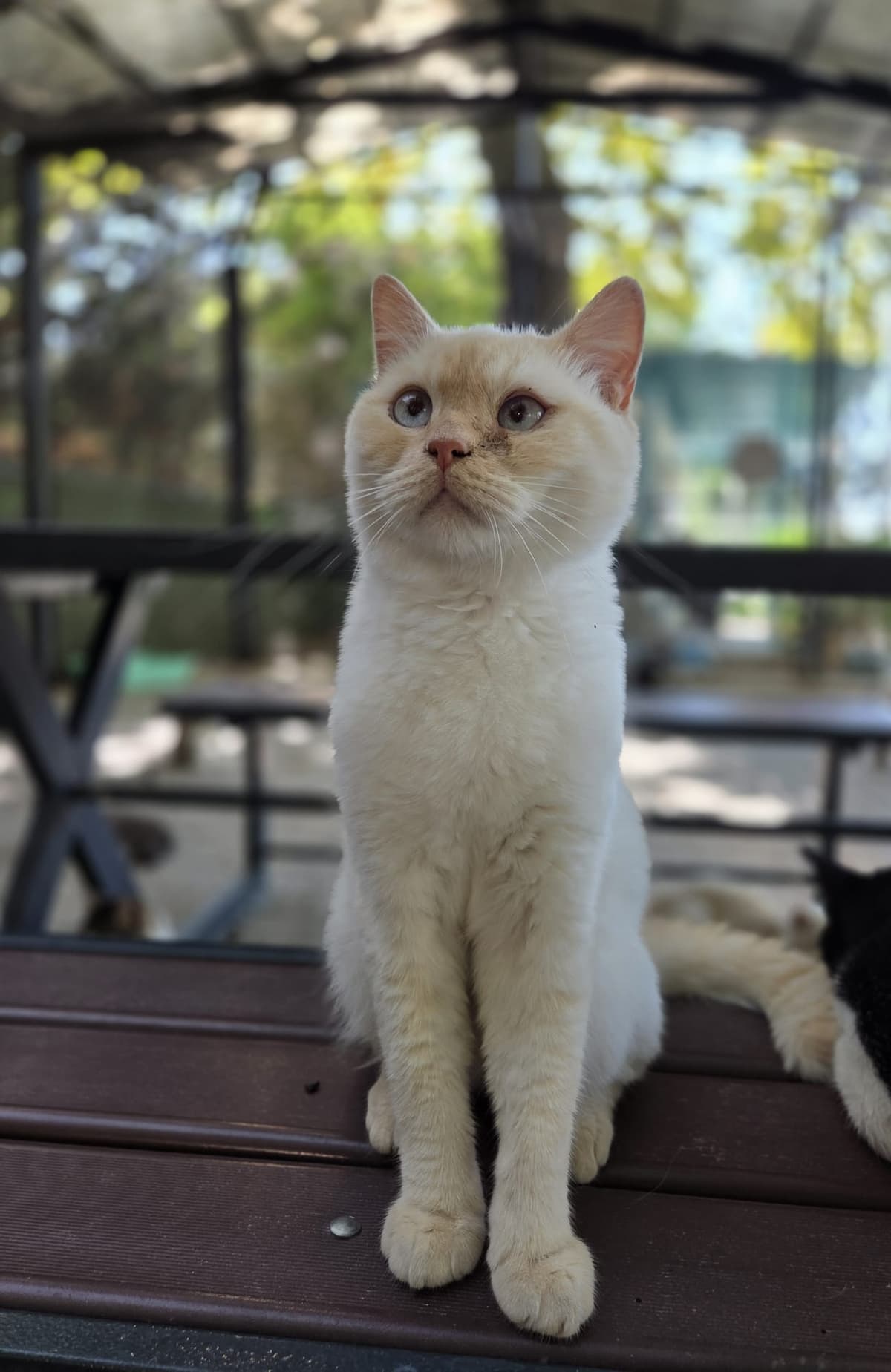 Yildirim Melez Köpek Melez Köpek, Bursa