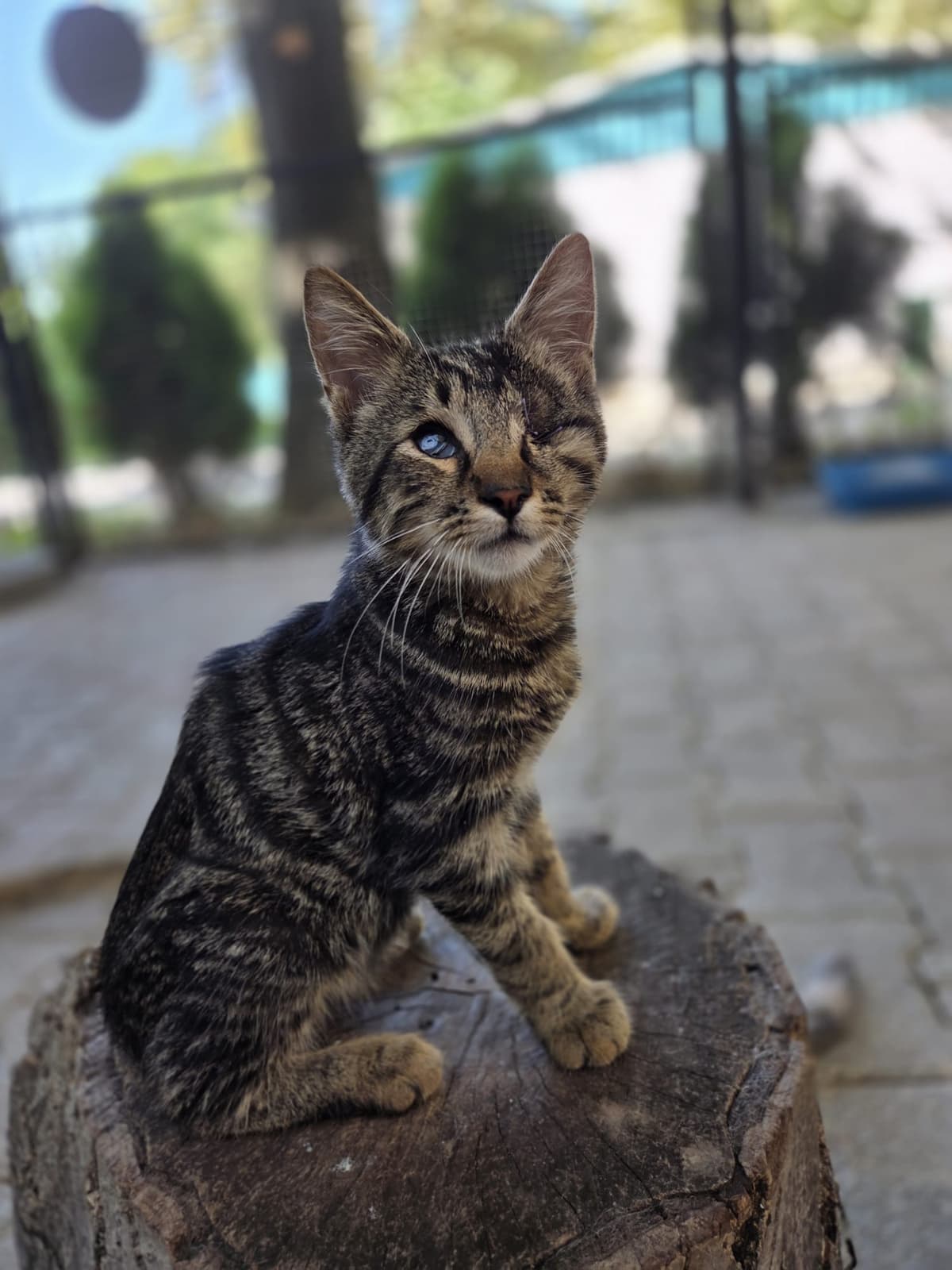 Yildirim Melez Köpek Melez Köpek, Bursa
