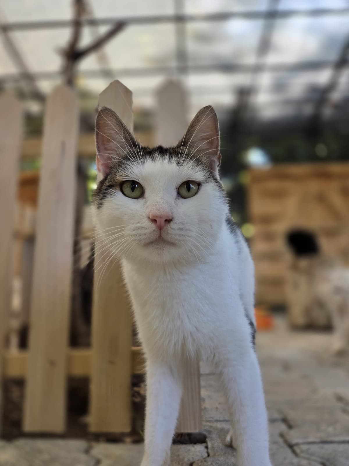 Yildirim Melez Köpek Melez Köpek, Bursa