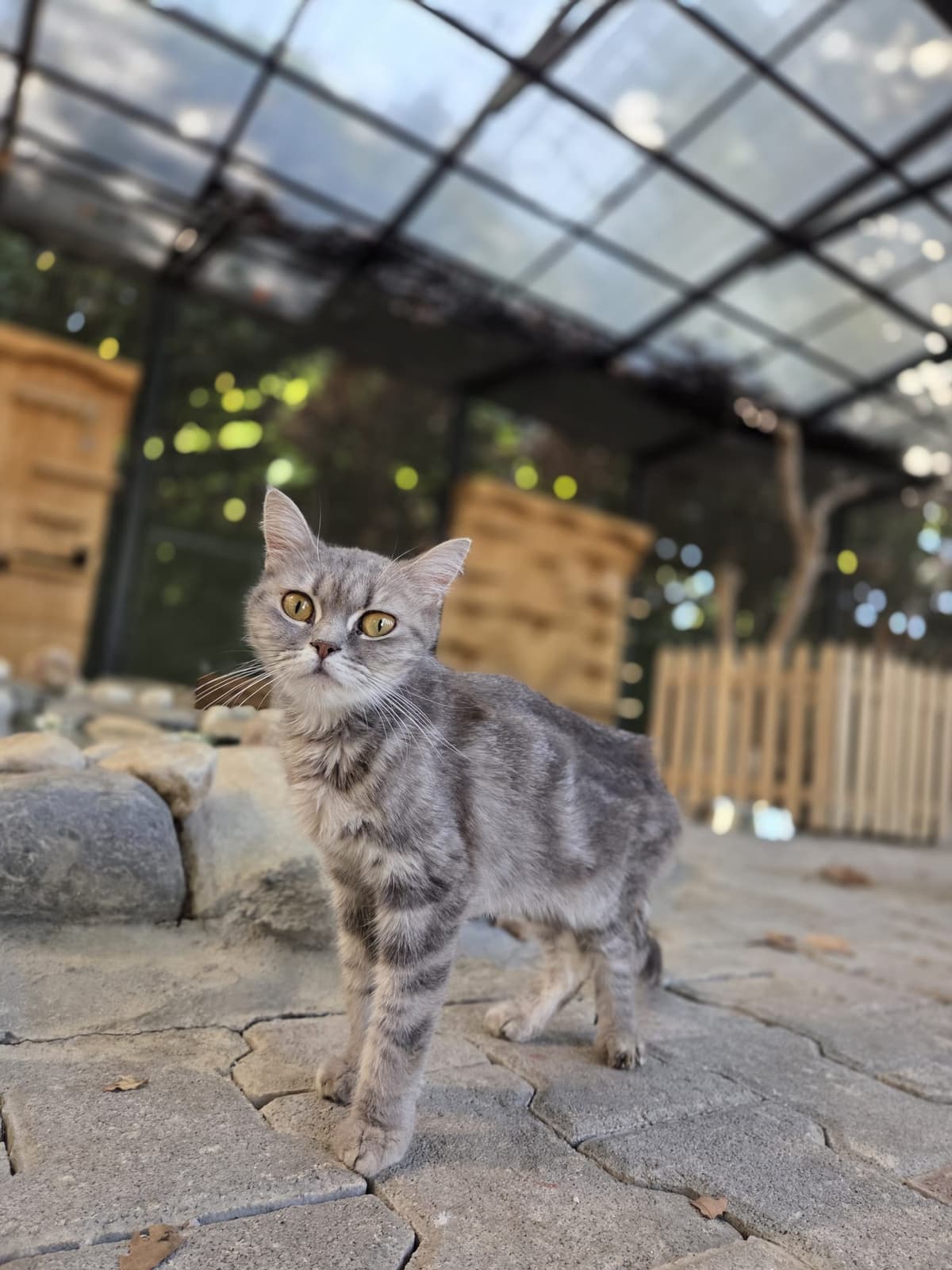 Yildirim Melez Köpek Melez Köpek, Bursa