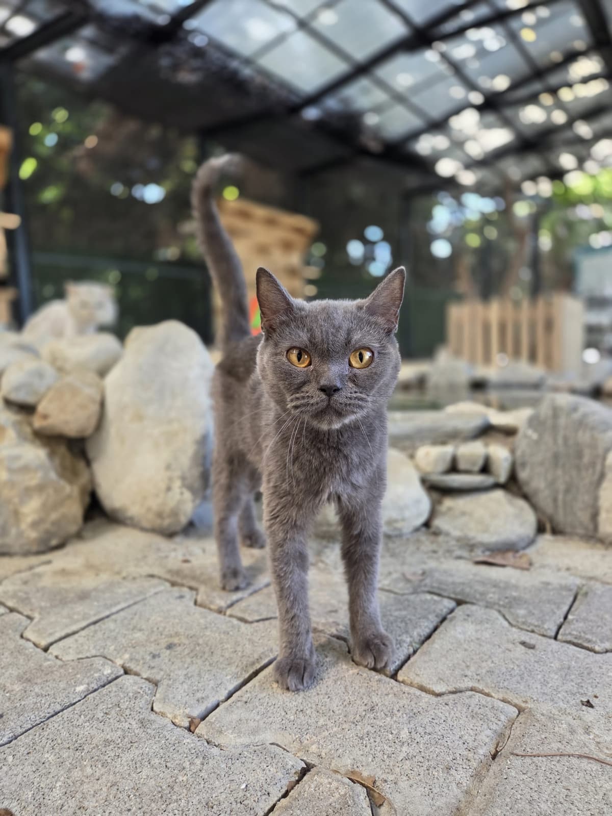 Yildirim Melez Köpek Melez Köpek, Bursa