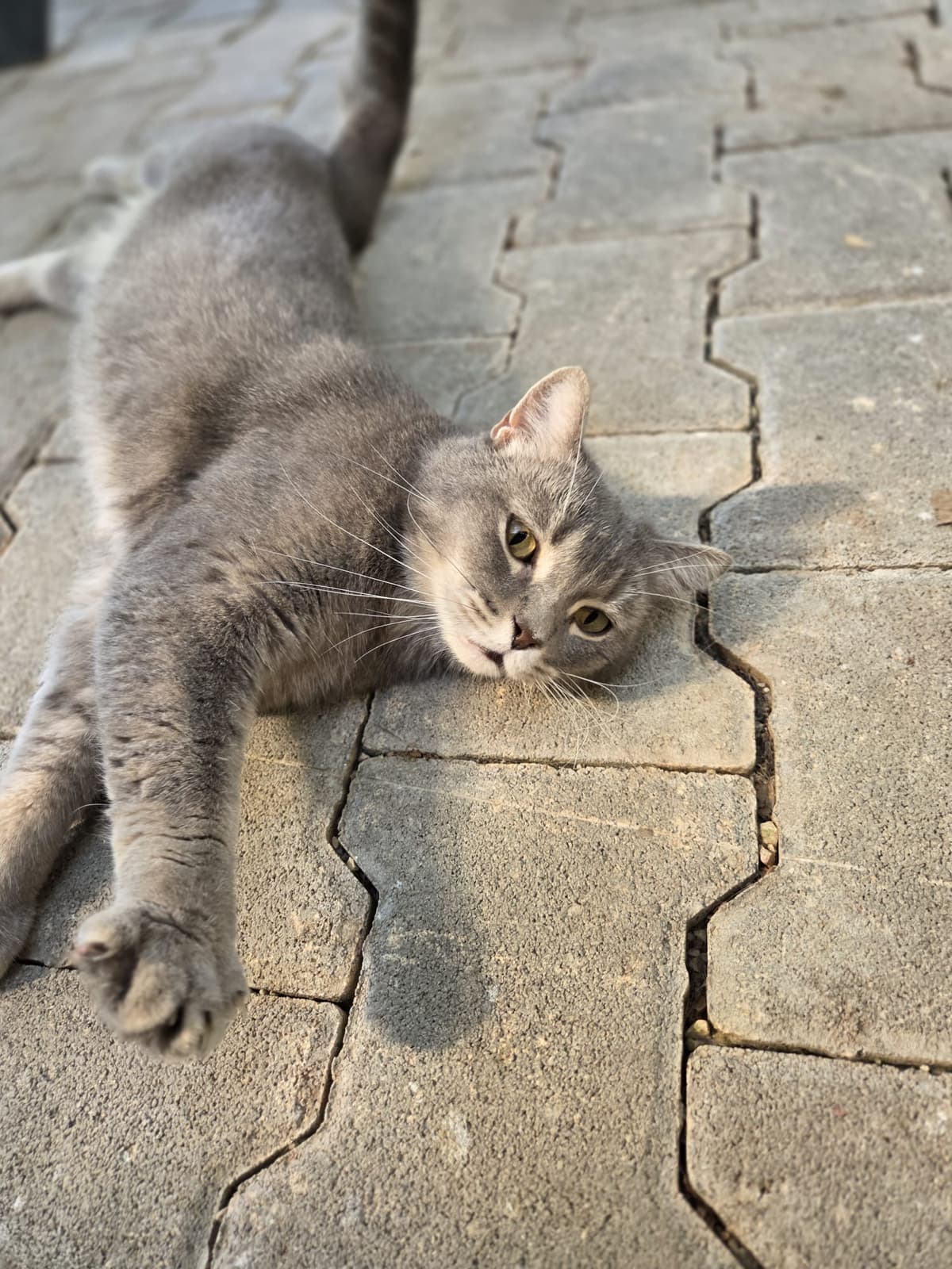 Yildirim Melez Köpek Melez Köpek, Bursa