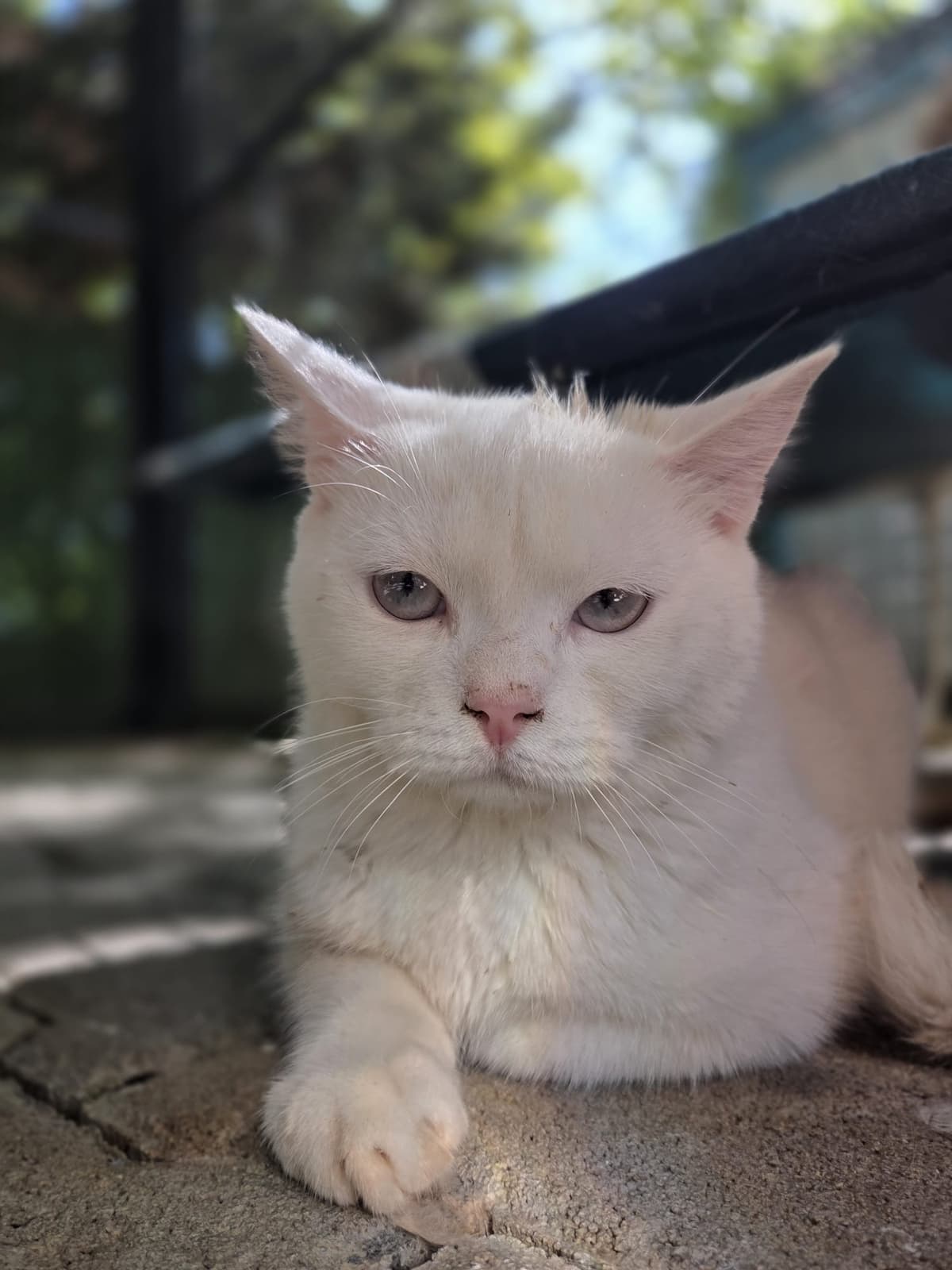Yildirim Melez Köpek Melez Köpek, Bursa