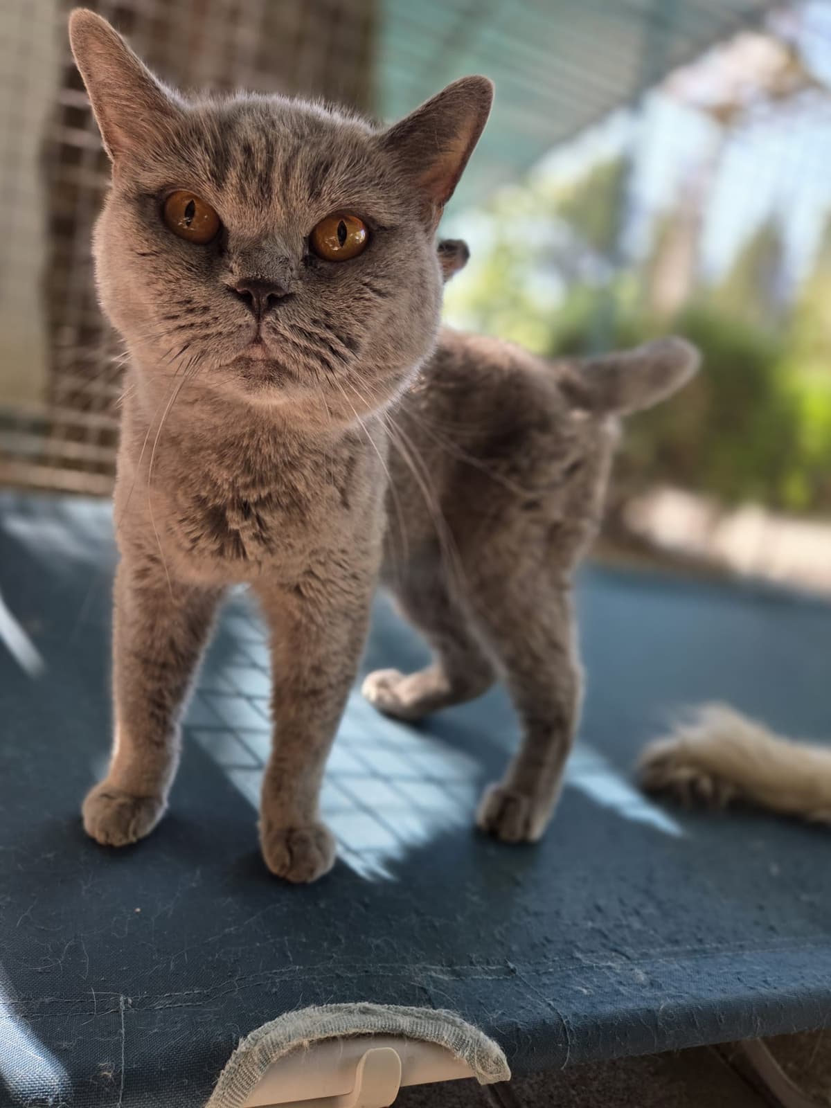 Yildirim Melez Köpek Melez Köpek, Bursa