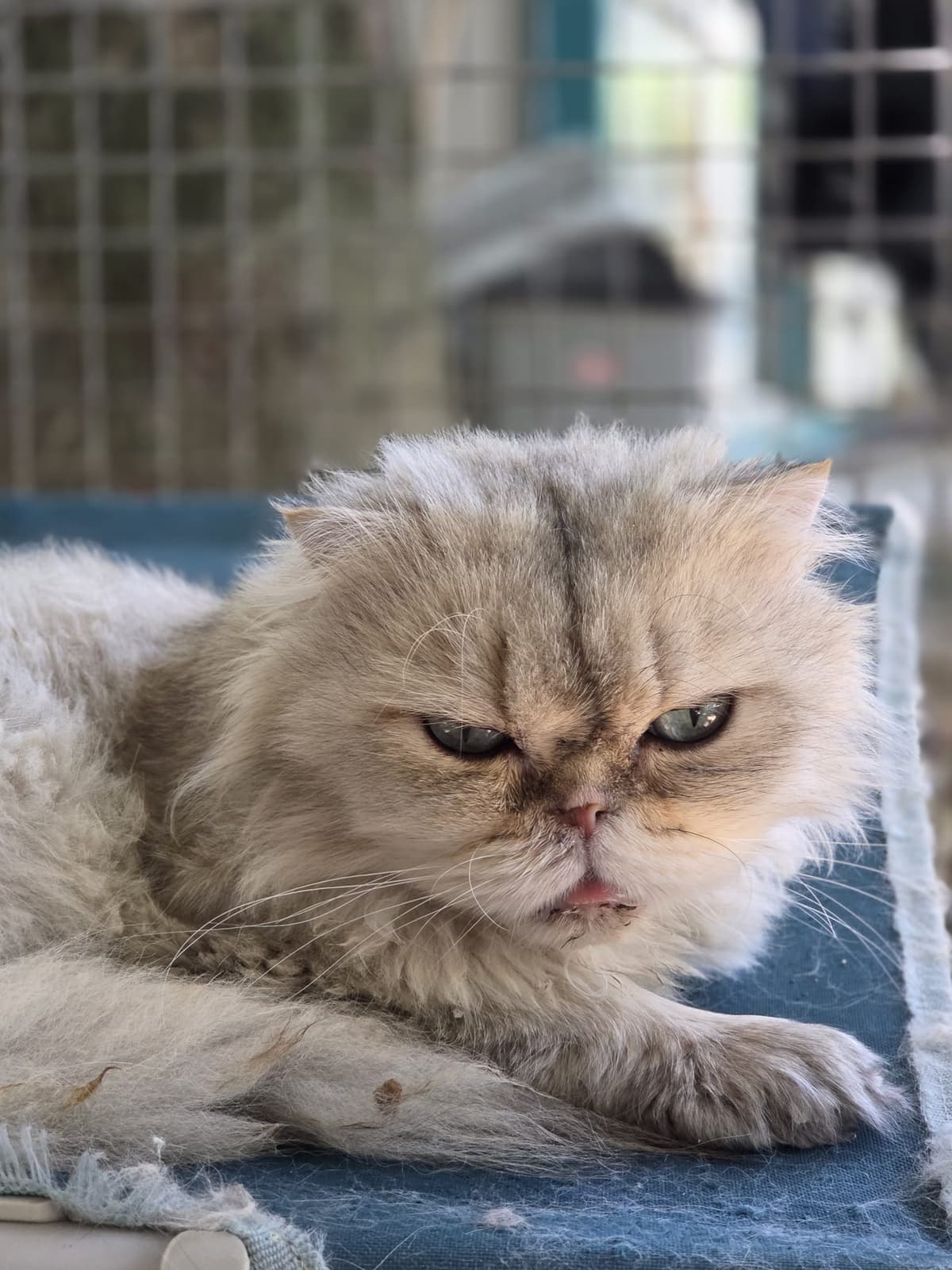 Yildirim Melez Köpek Melez Köpek, Bursa