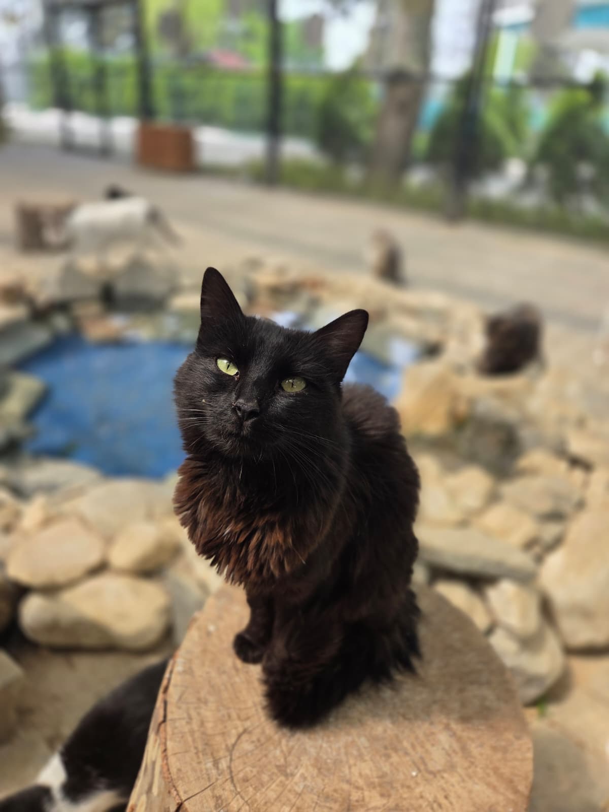 Afrodit Melez Köpek, Bursa