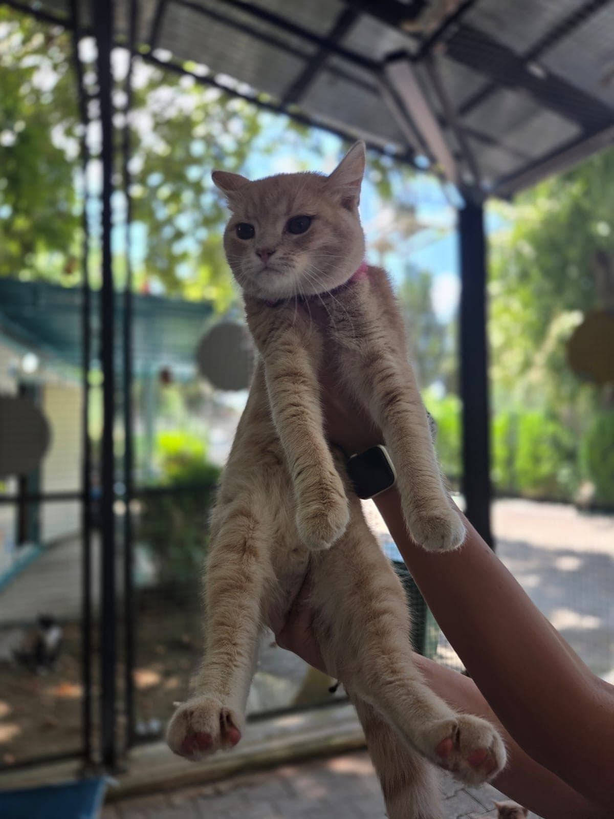 Balım Melez Köpek, Bursa