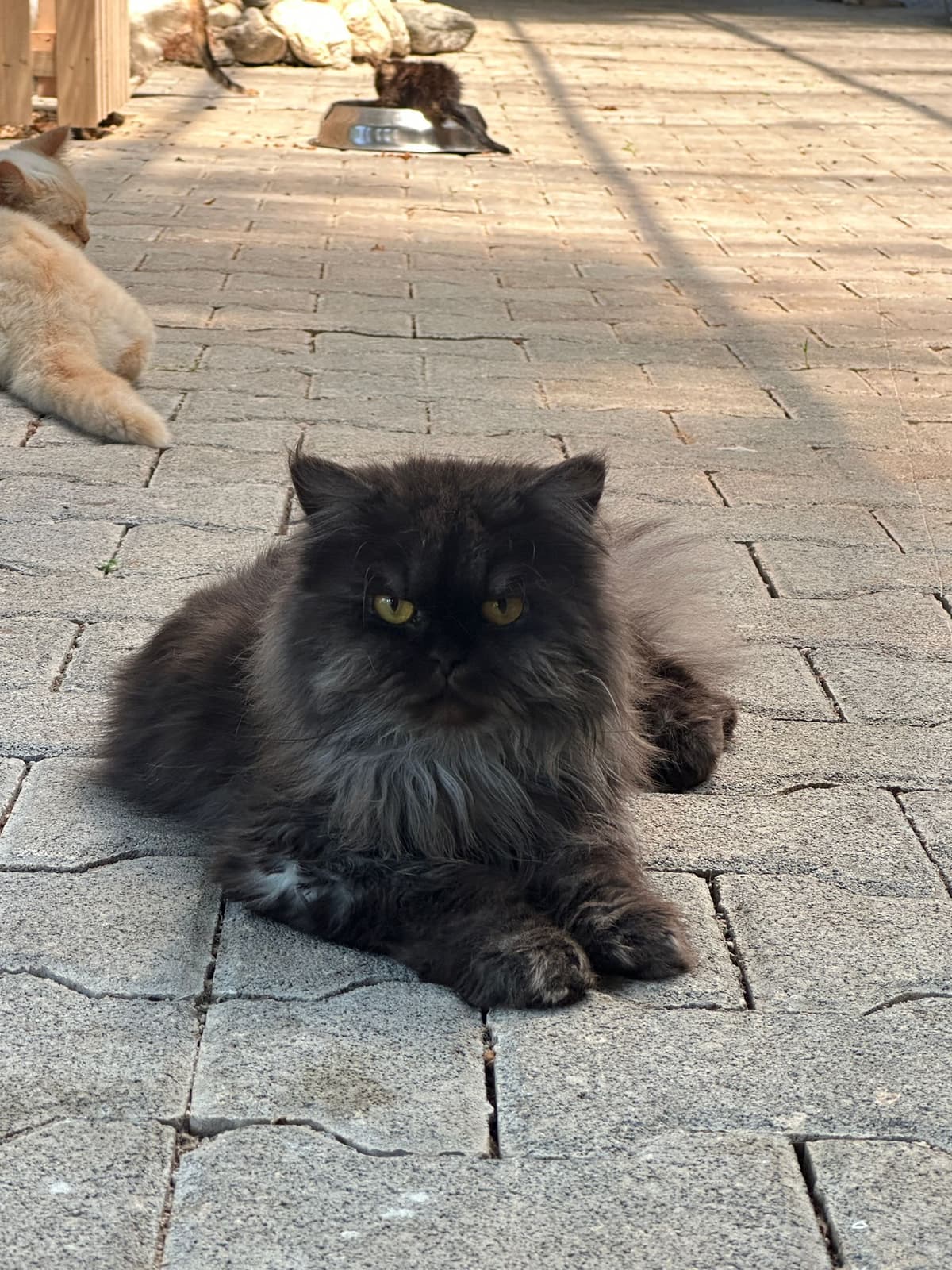 Cesur Melez Köpek, Bursa
