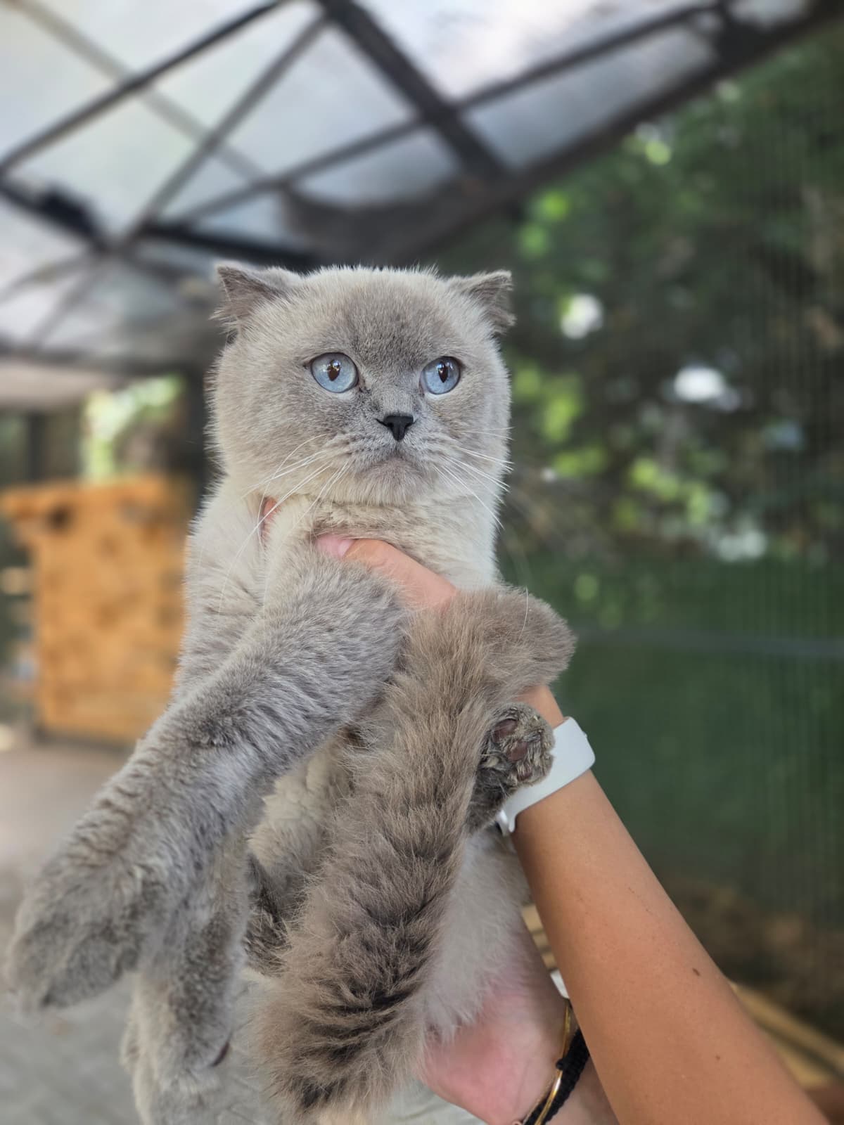Deniz Melez Köpek, Bursa