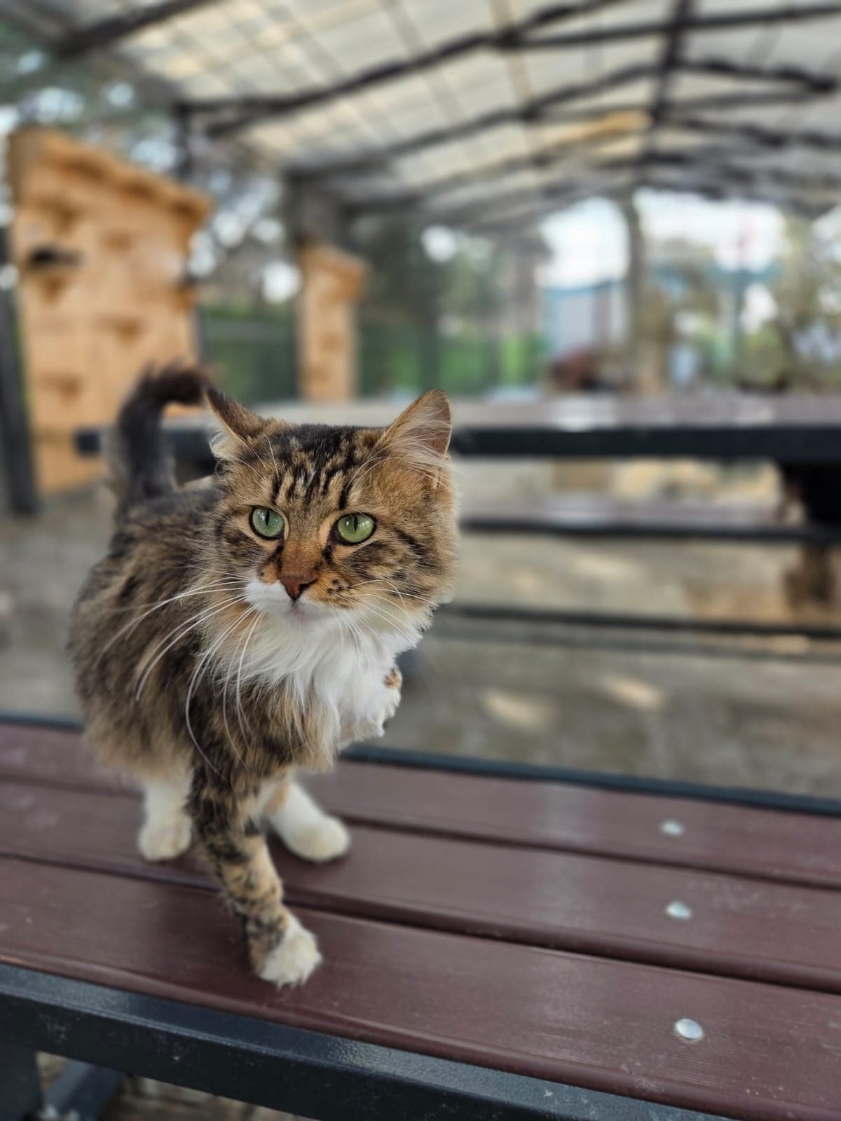 Drago Melez Köpek, Bursa