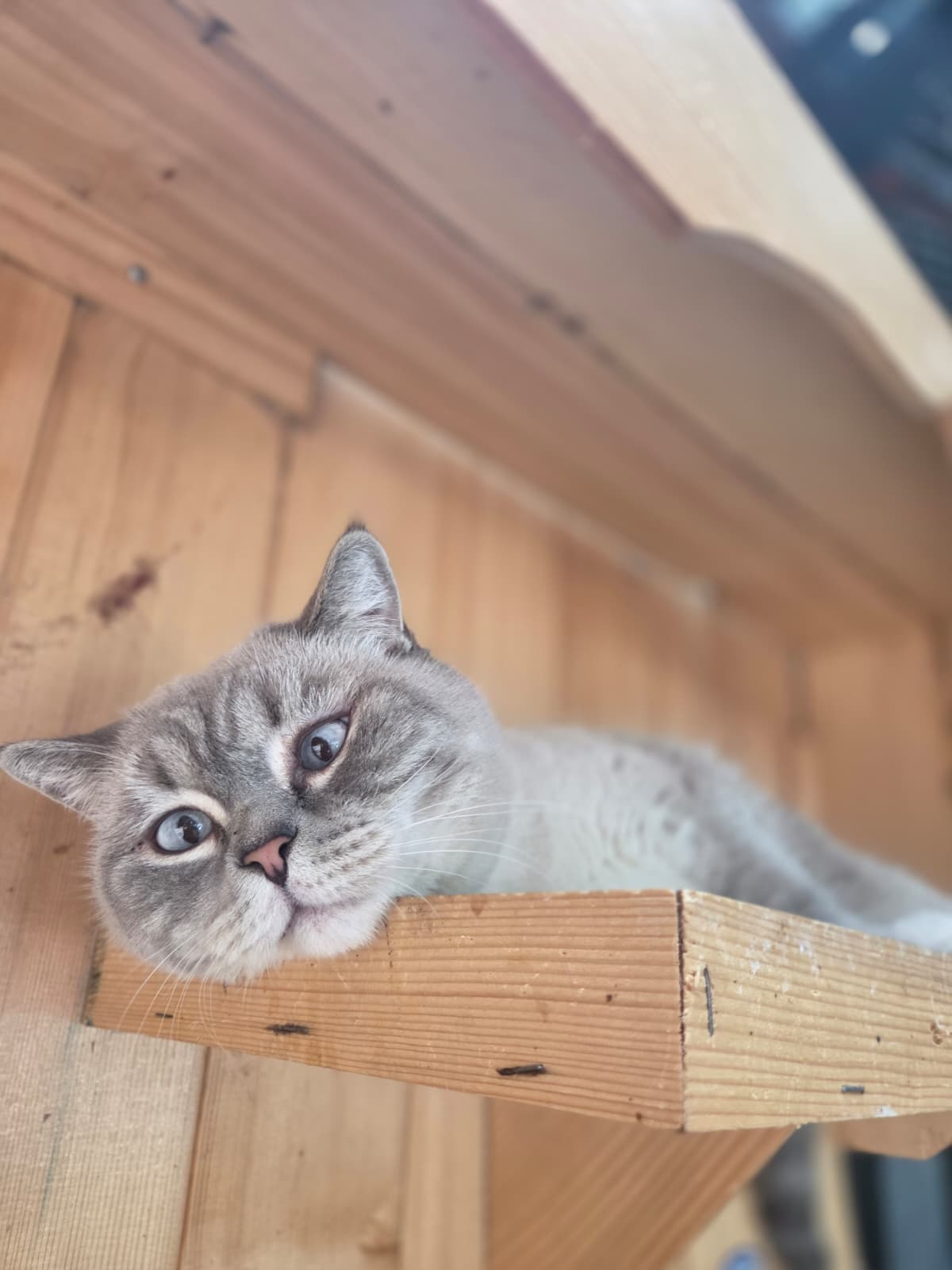 Fiko Melez Köpek, Bursa