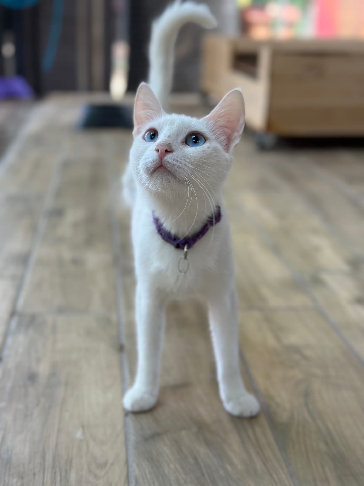 Karin Melez Köpek, Bursa
