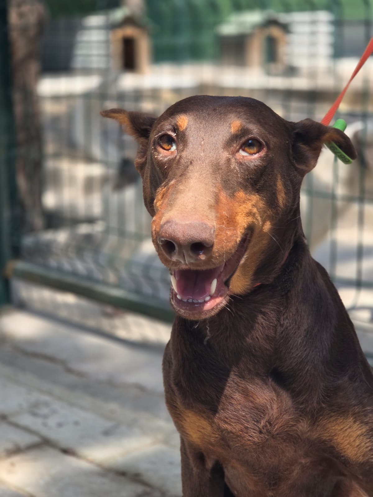 Lady Melez Köpek, Bursa