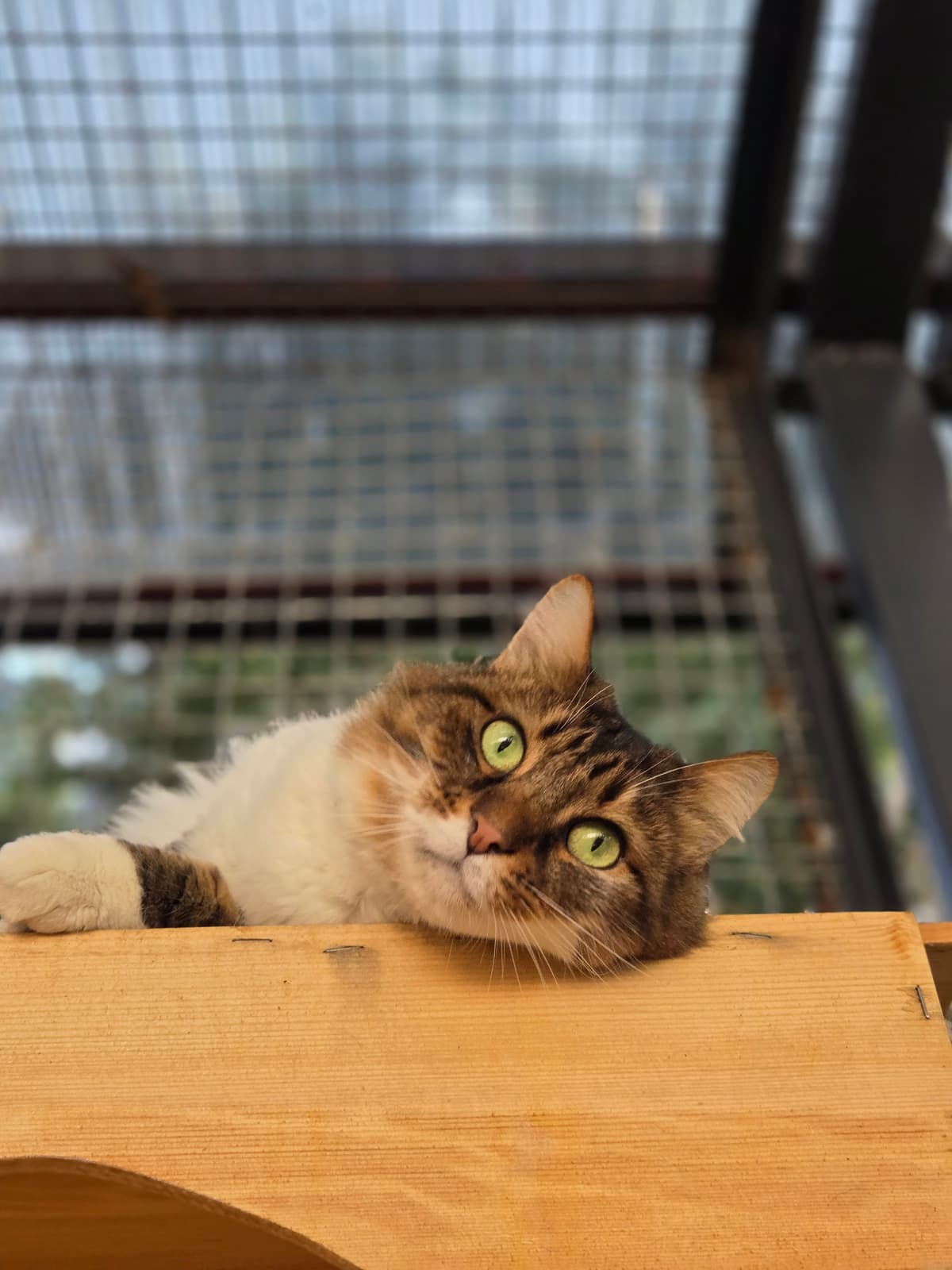 Latife Melez Köpek, Bursa
