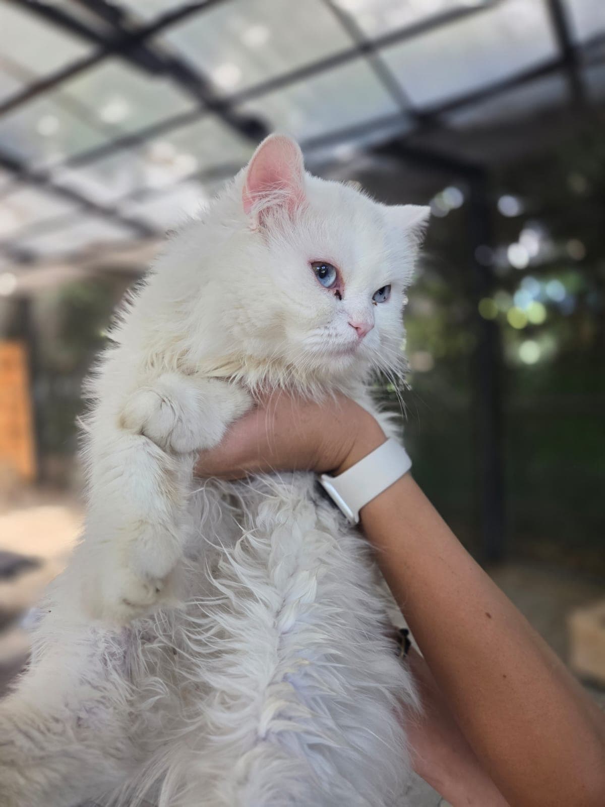 Leydi Melez Köpek, Bursa