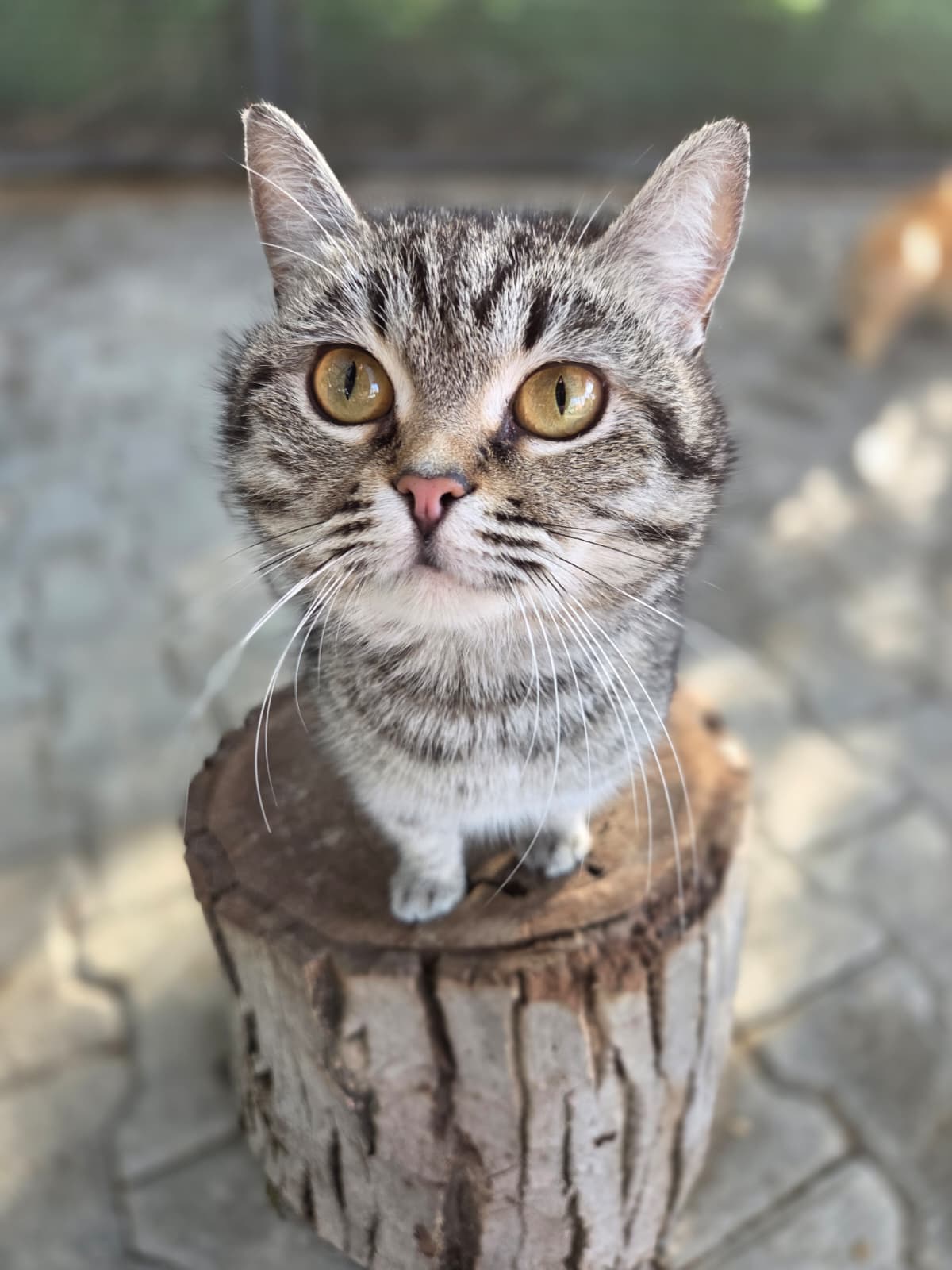 Lola Melez Köpek, Bursa