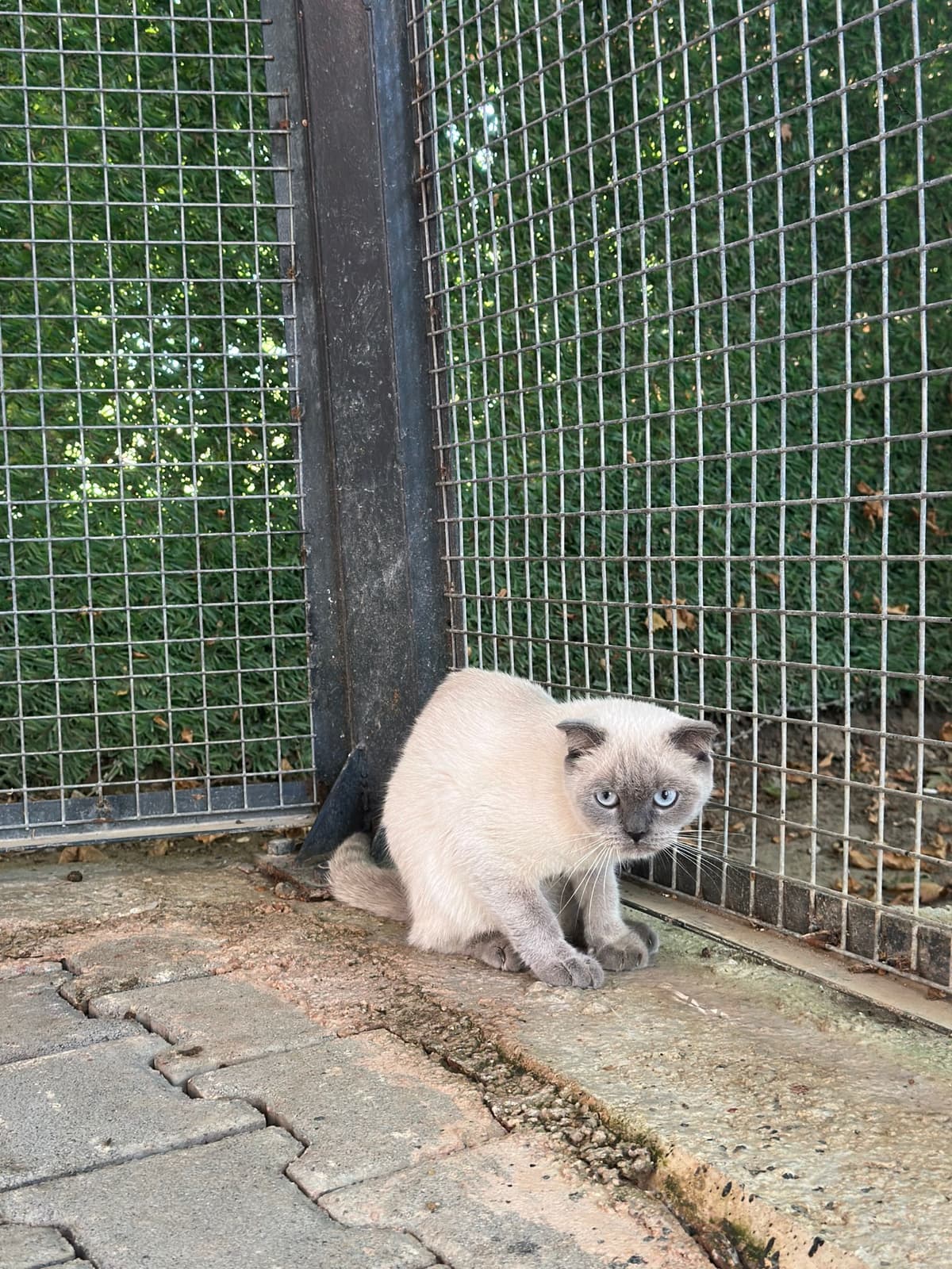 Lolo Melez Köpek, Bursa