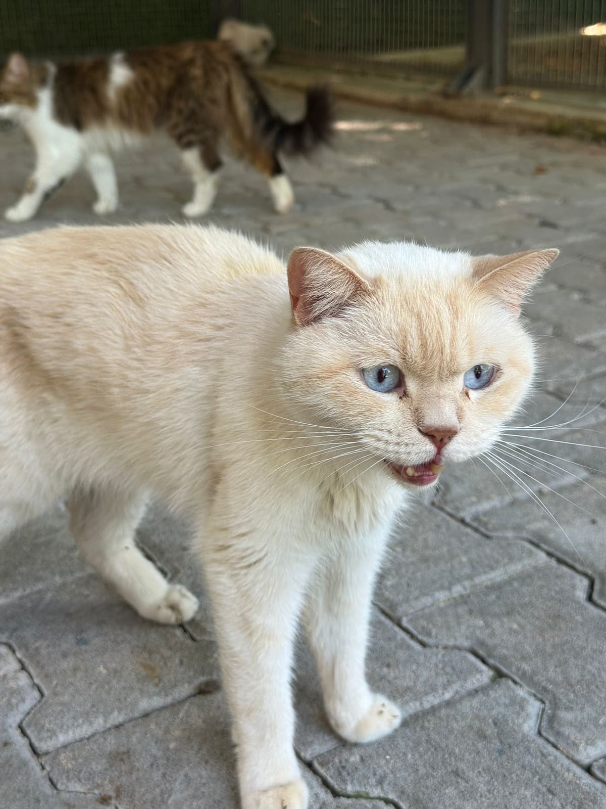 Manki Melez Köpek, Bursa