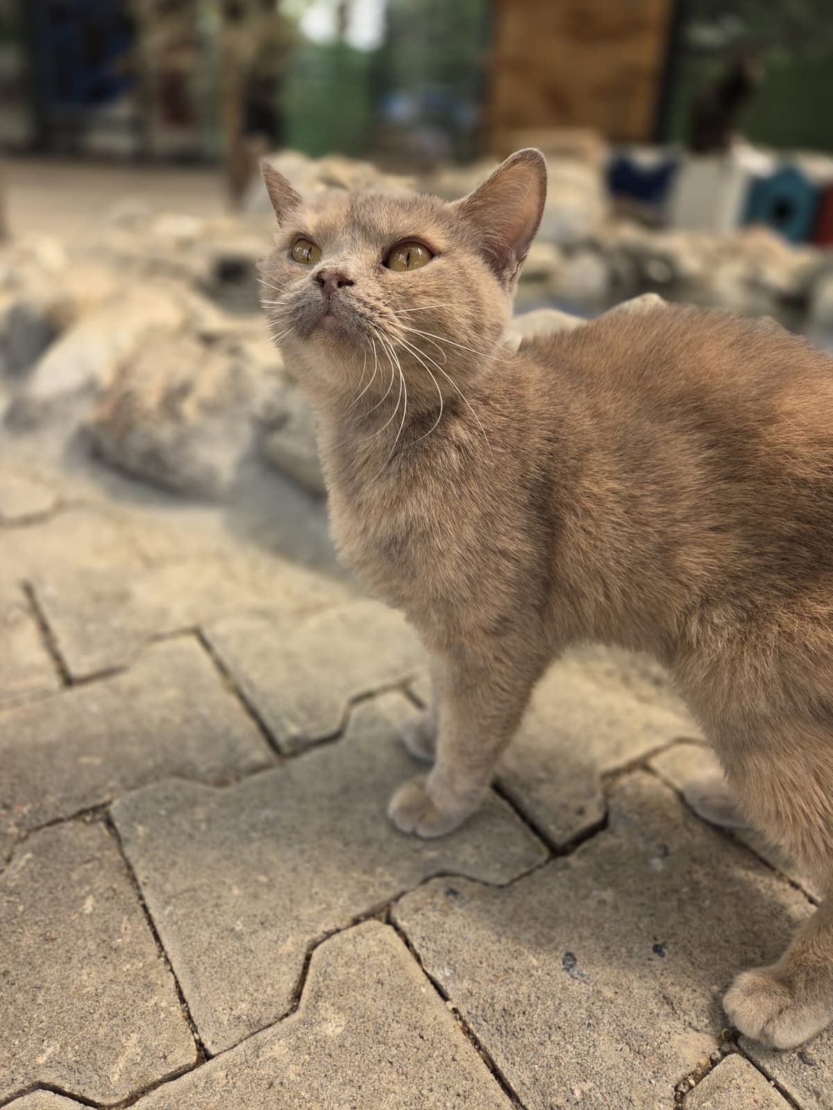 Mintoş Melez Köpek, Bursa