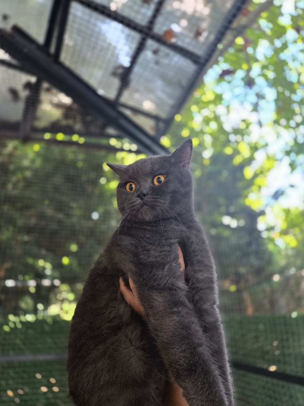 Nori Melez Köpek, Bursa