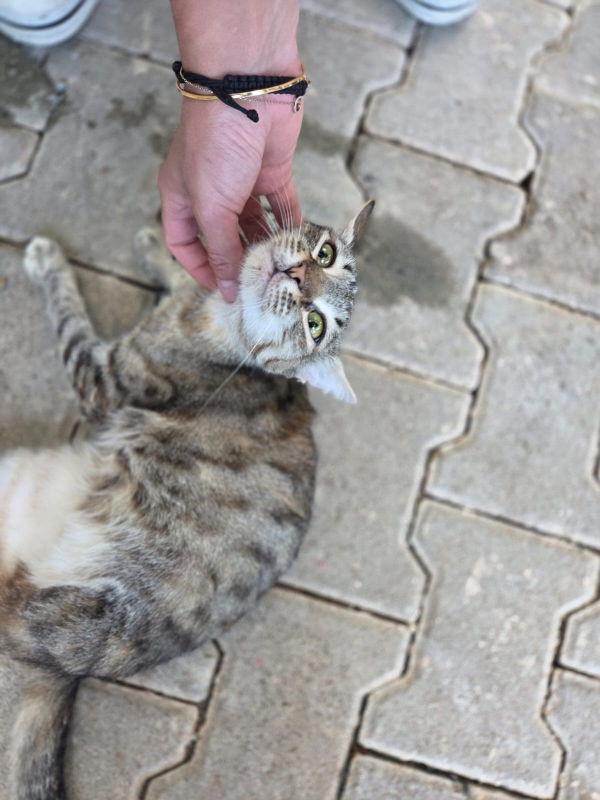 Olya Melez Köpek, Bursa