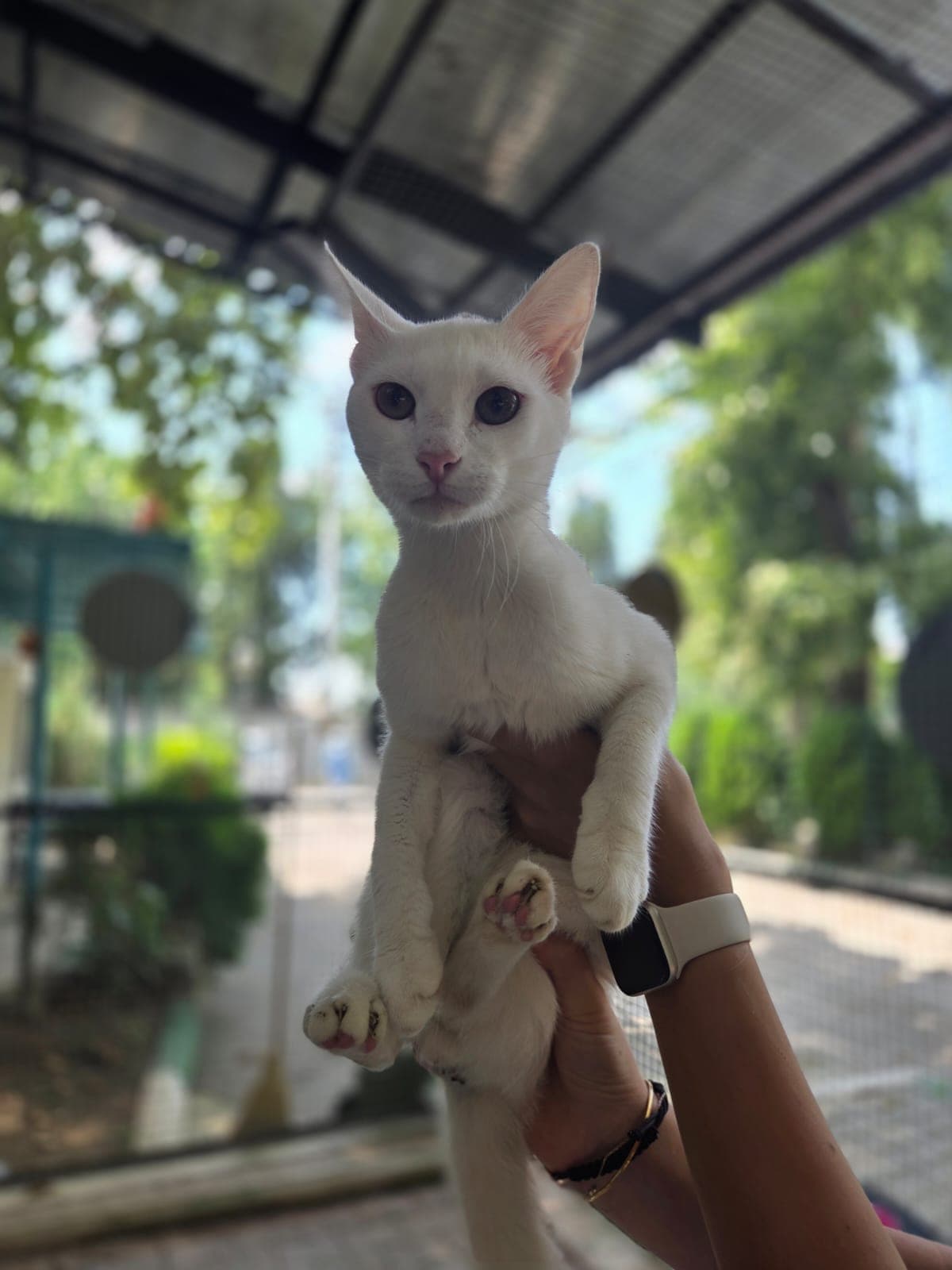 Omi Melez Köpek, Bursa