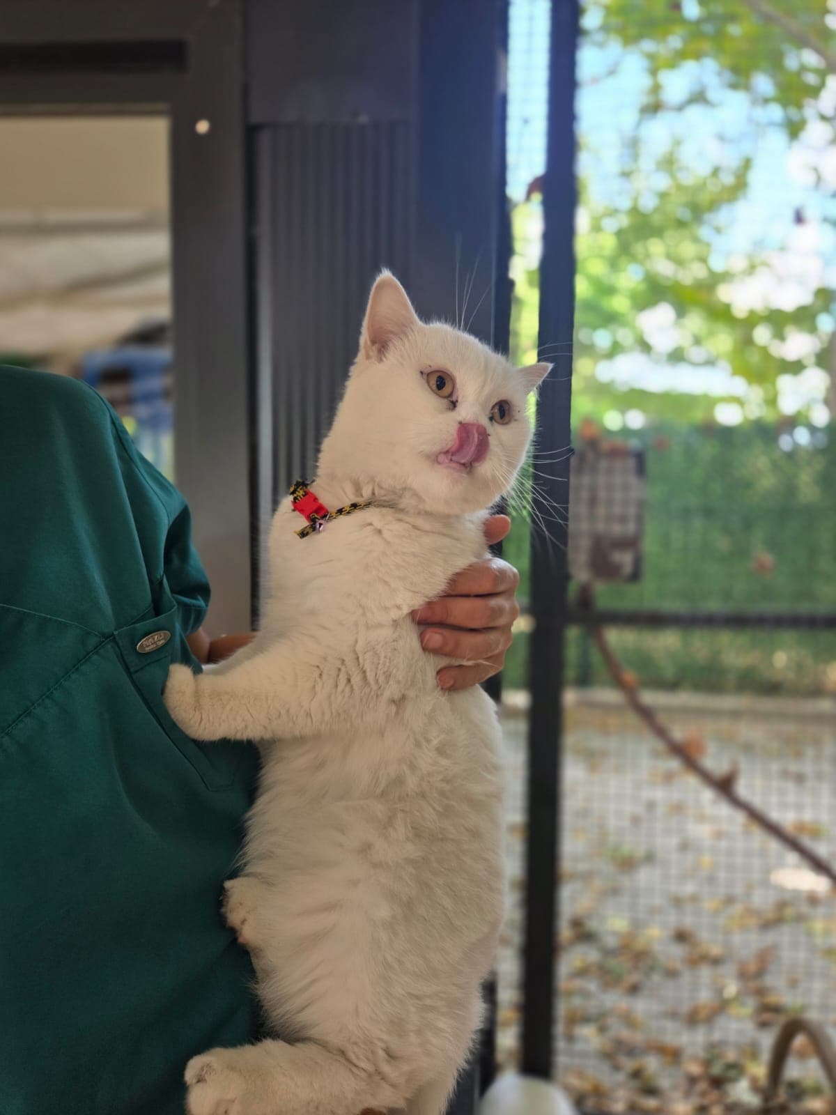 Piku Melez Köpek, Bursa