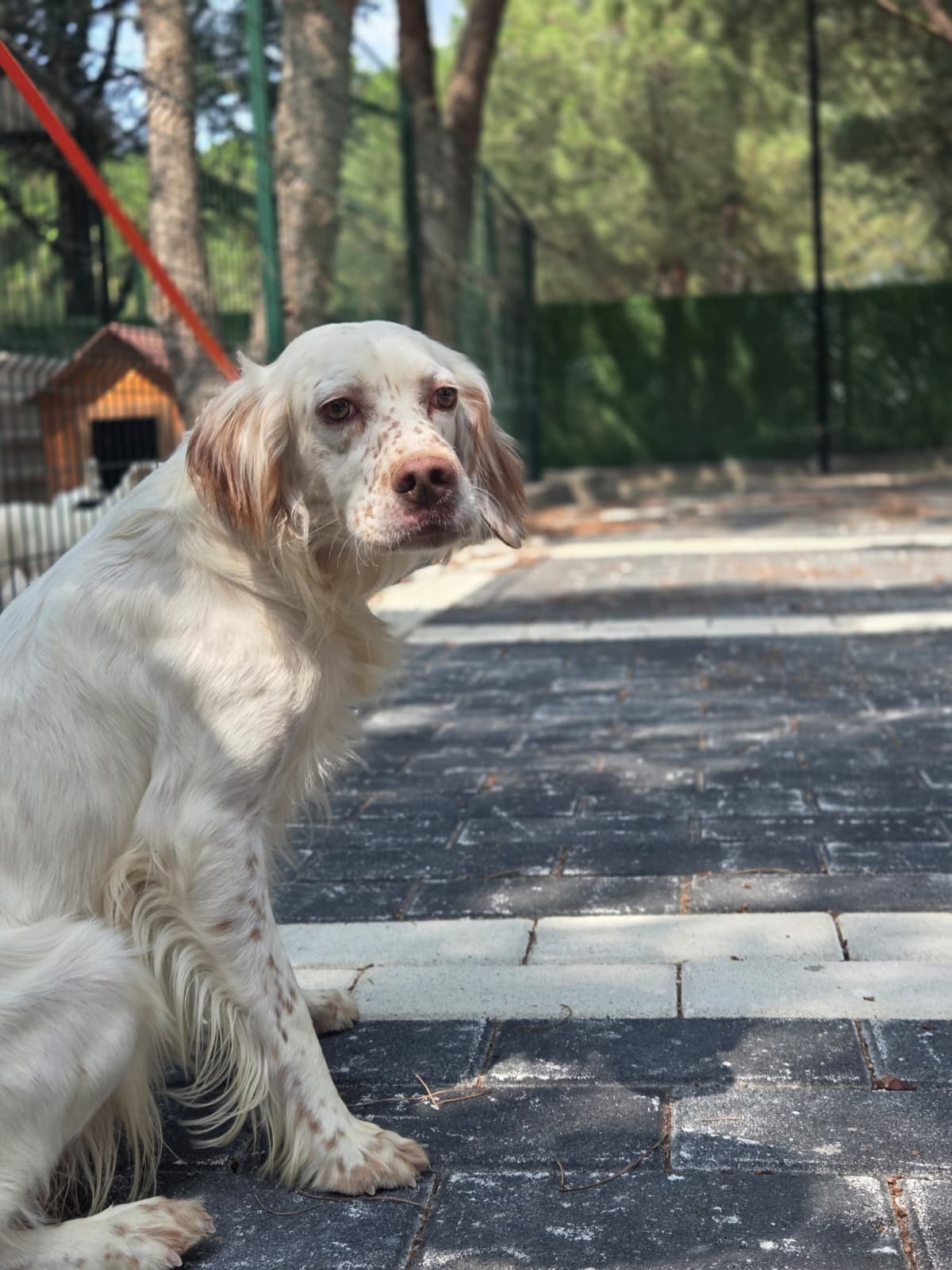 Pirra Melez Köpek, Bursa