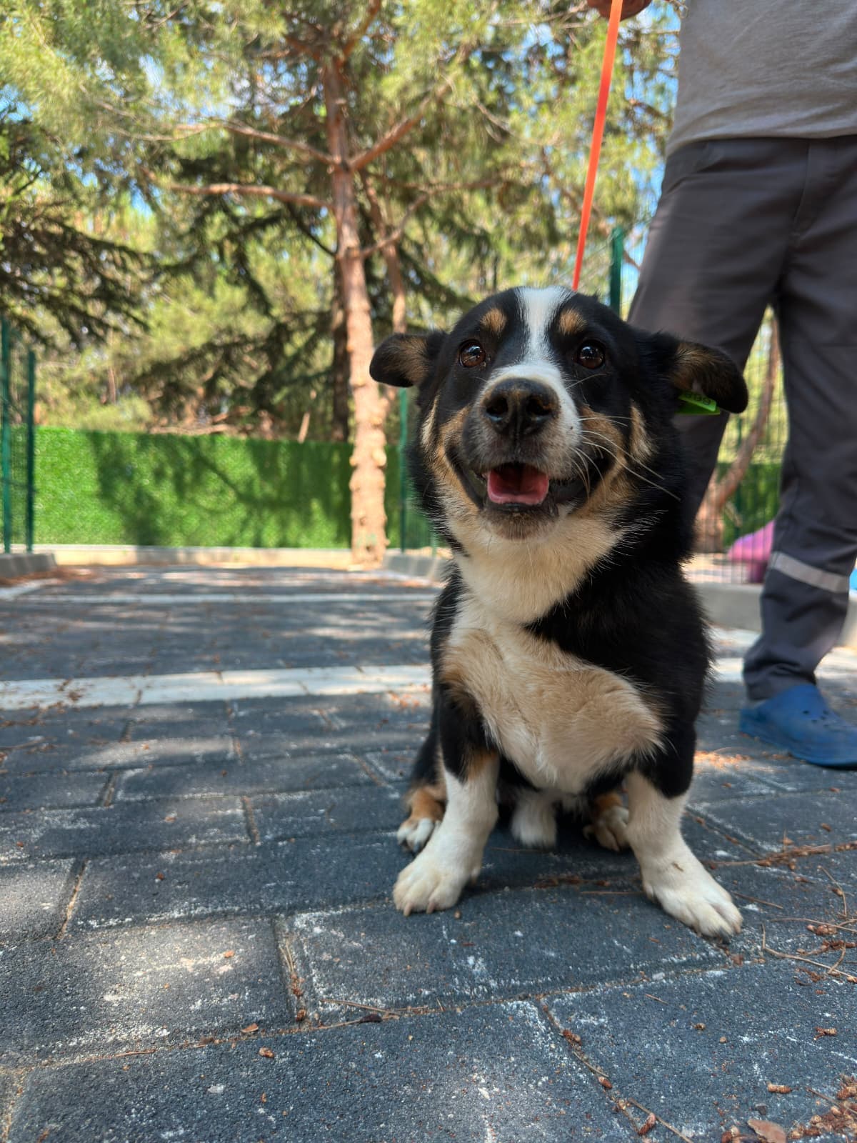 Sevimli Melez Köpek, Bursa