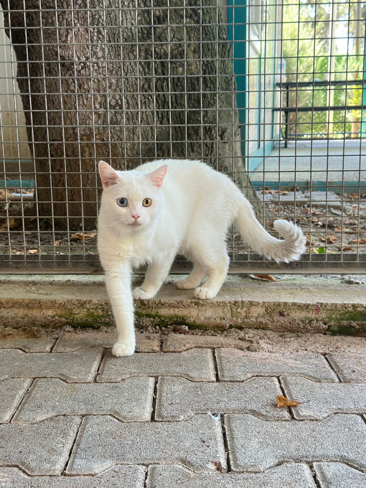 Sipi Melez Köpek, Bursa