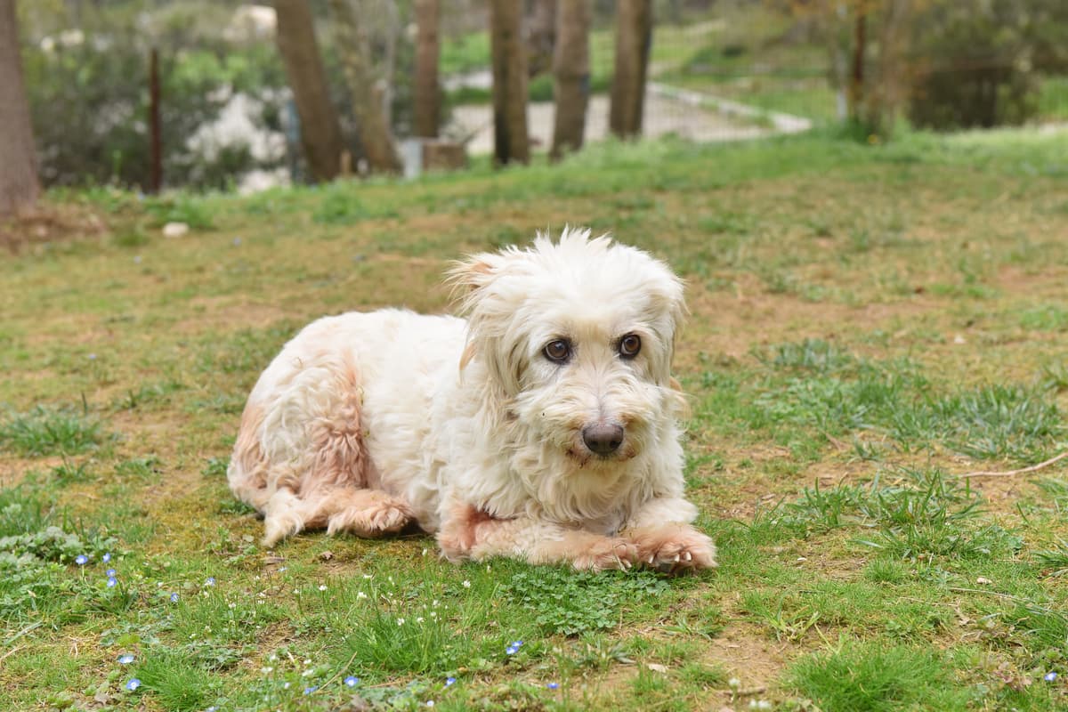 Teri Melez Köpek, Bursa