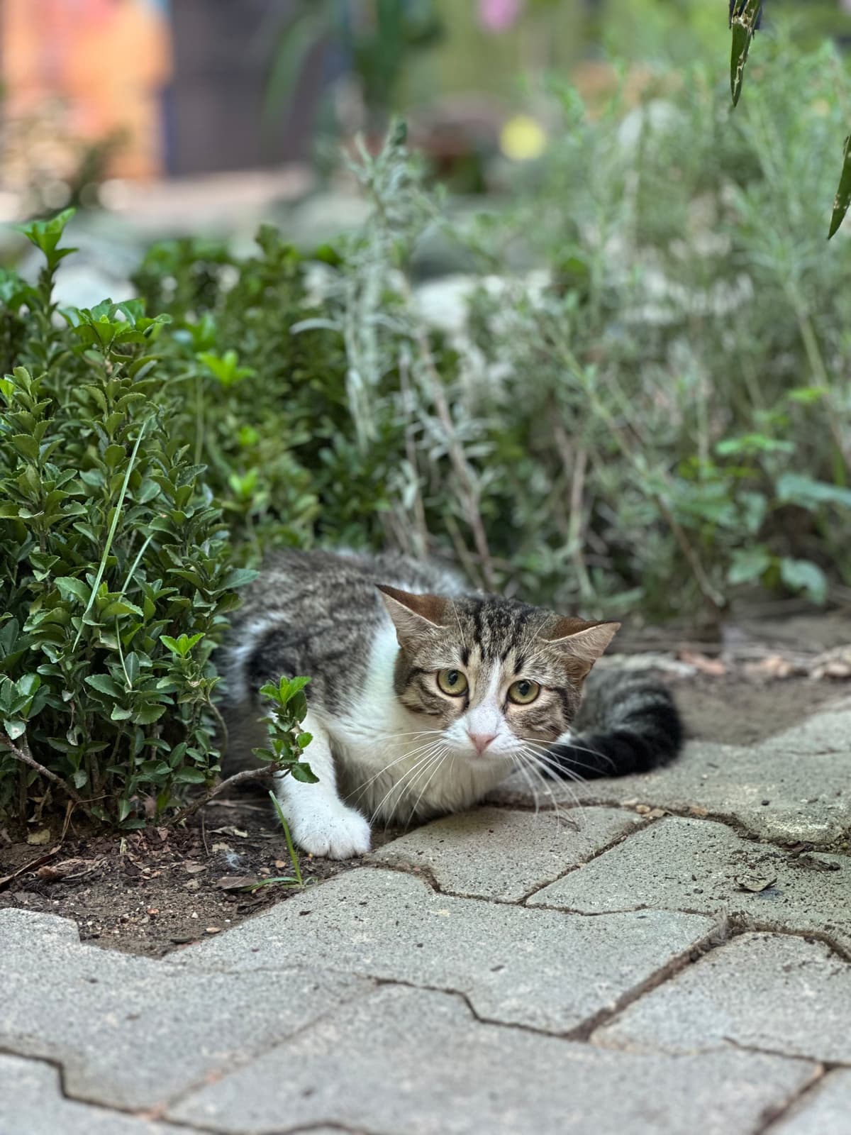 Tini Melez Köpek, Bursa