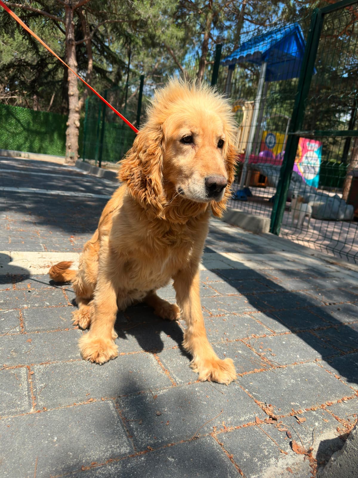 Tüylü Melez Köpek, Bursa