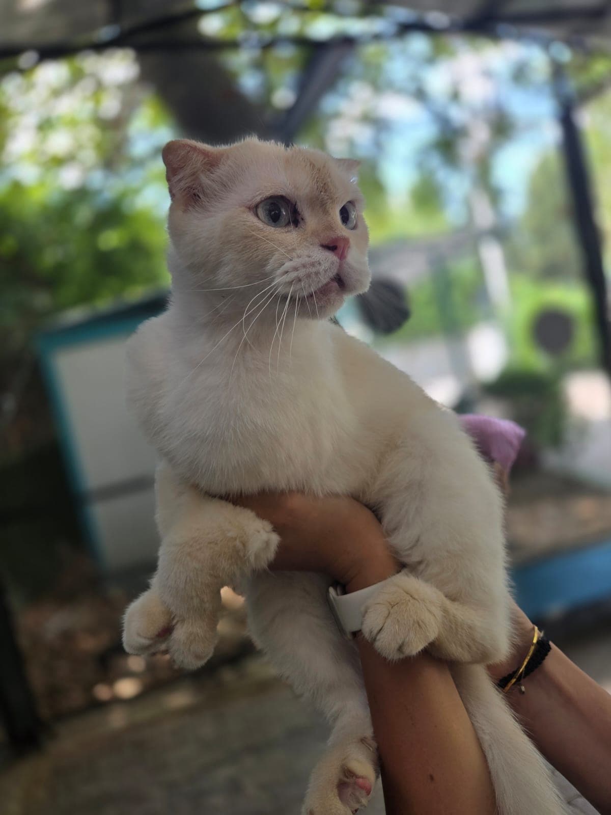 Yori Melez Köpek, Bursa
