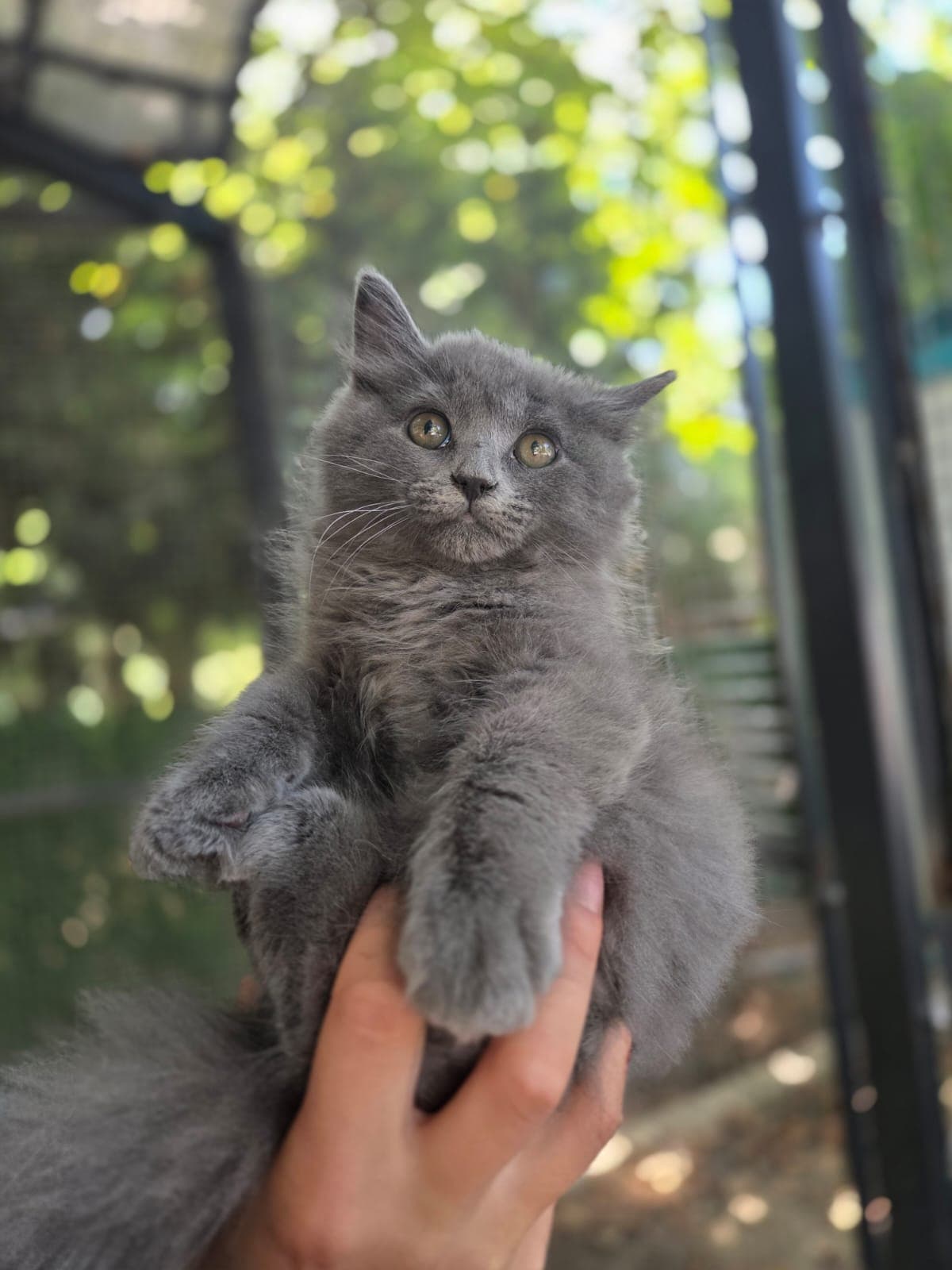 Zuno Melez Köpek, Bursa