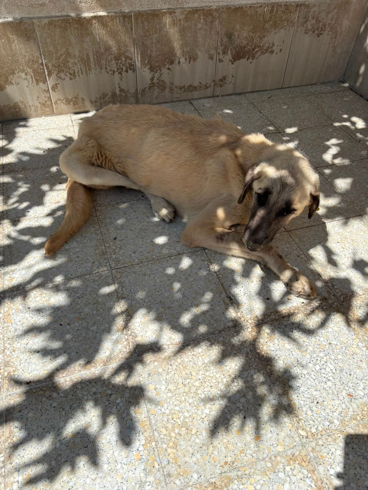 Sincan Dost Melez Köpek, Ankara