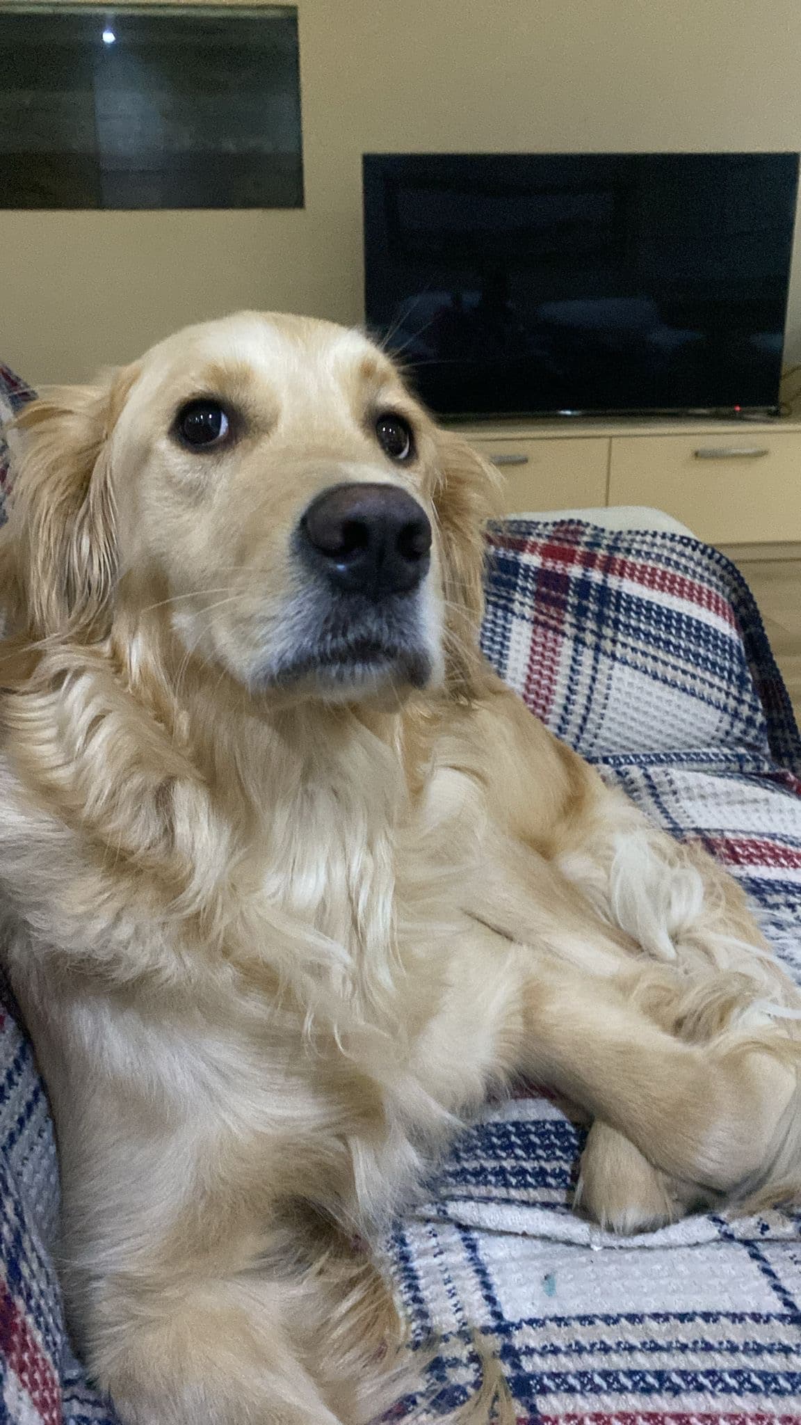 Teko Golden Köpek, Adana