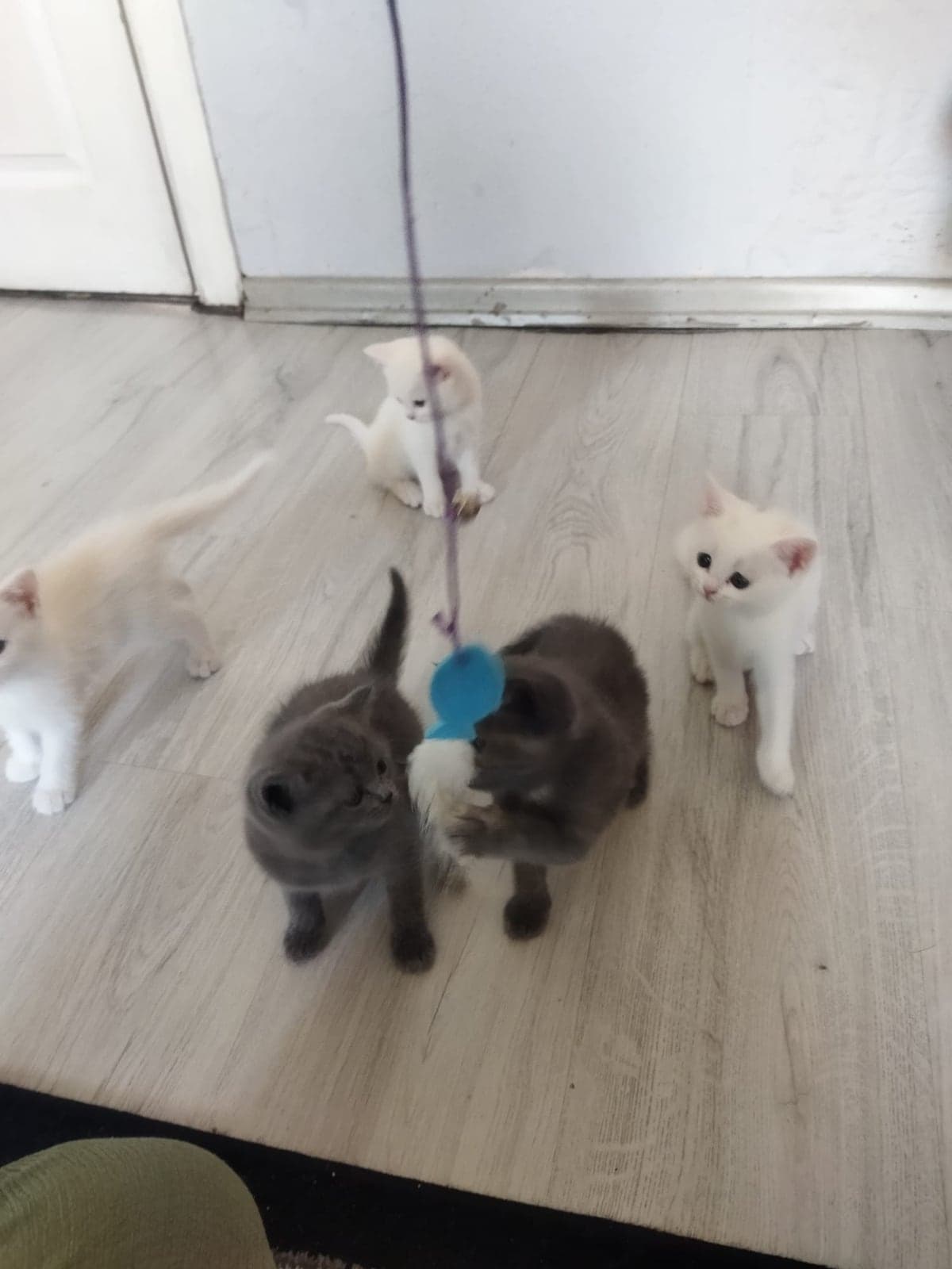 Kapis British Shorthair Kedi, Manisa