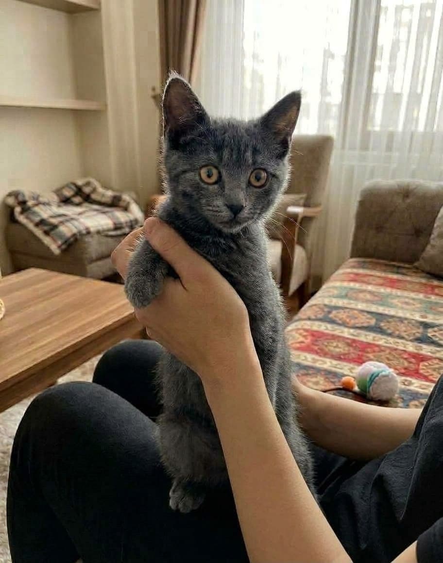 Wanda Scottish Straight Kedi, Antalya