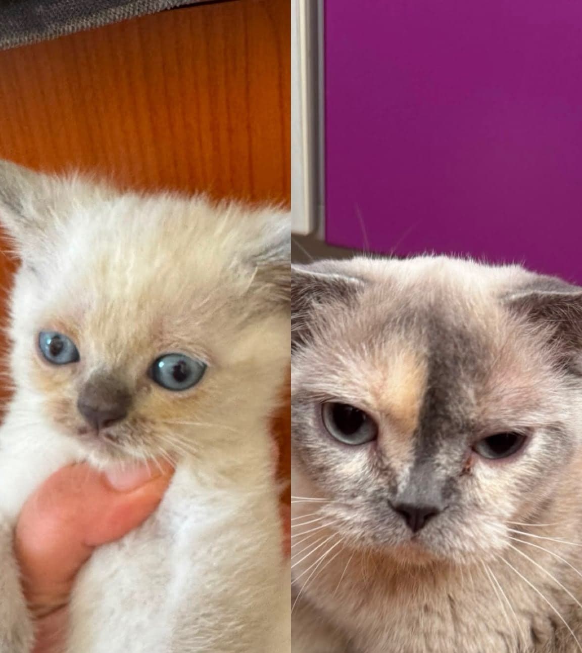 Nefes ve kızı British Shorthair Kedi, Antalya