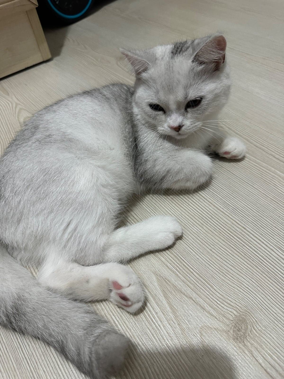 Öiya British Shorthair Kedi, İstanbul