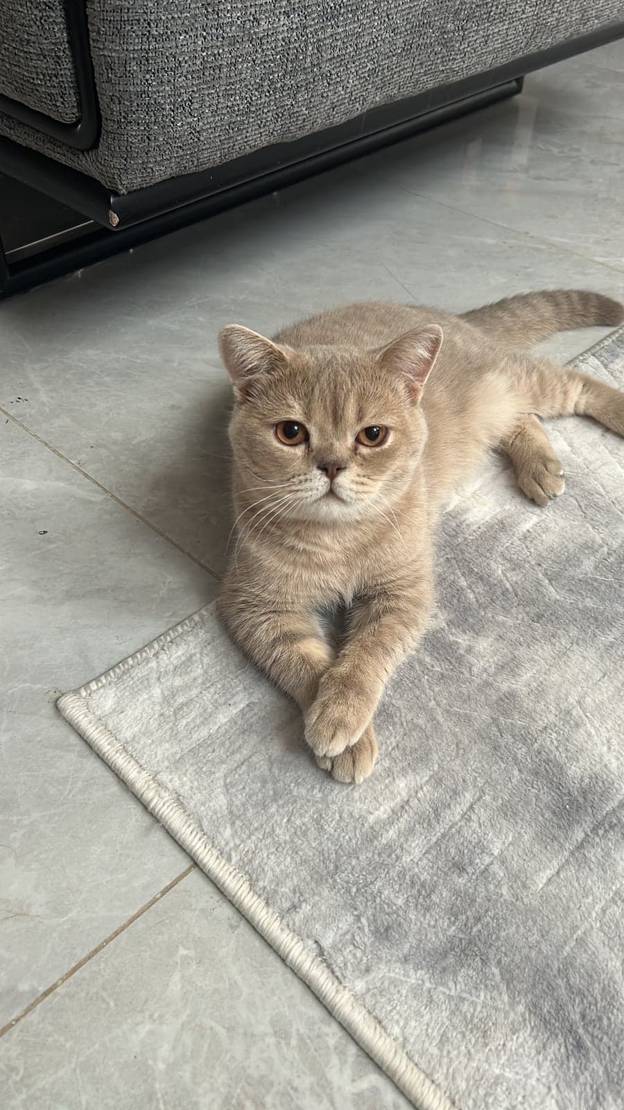 gofret British Shorthair Kedi, İzmir