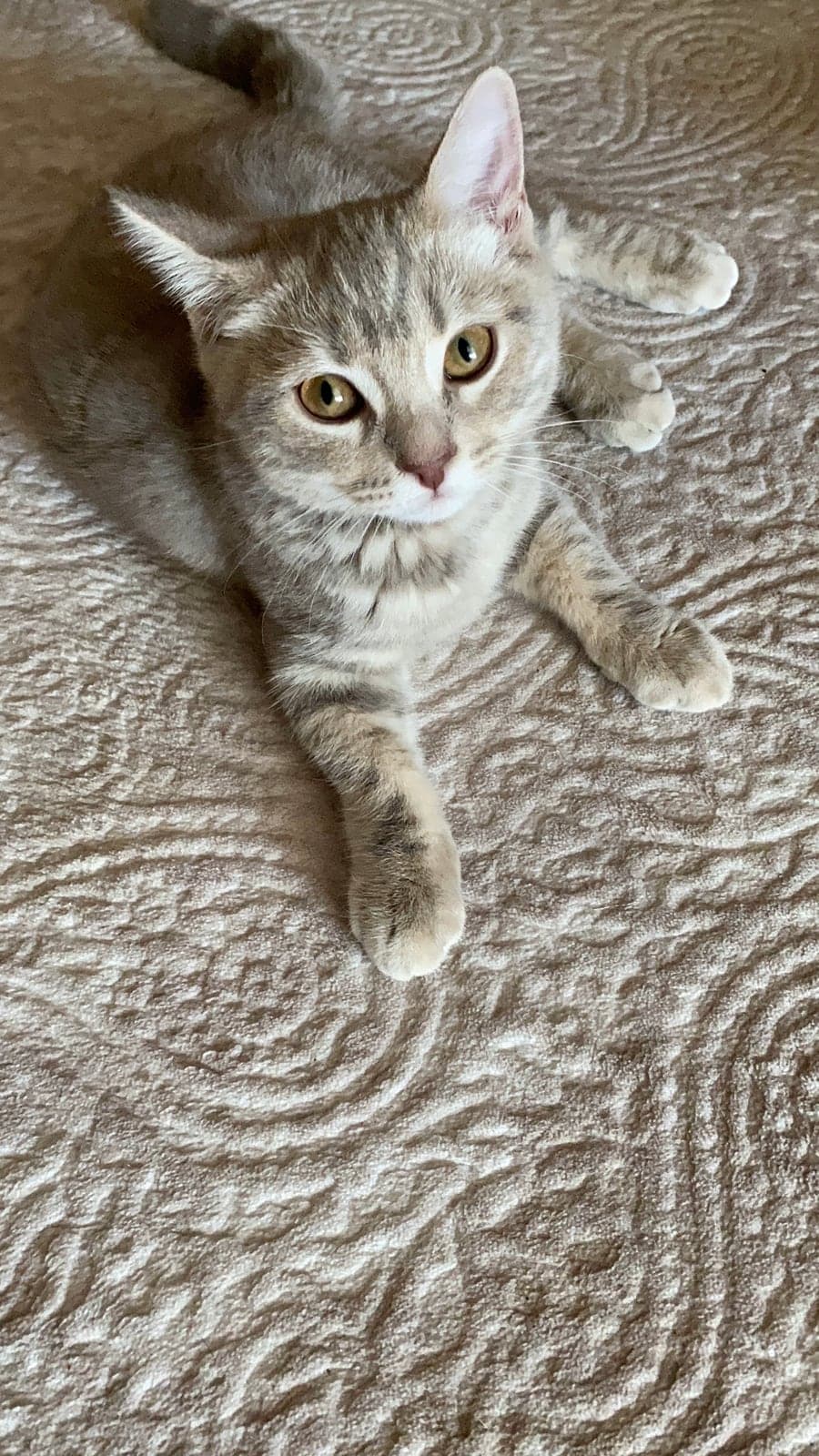 Melez / Karışık · Kedi Bilmiyorum Kedi, İzmir