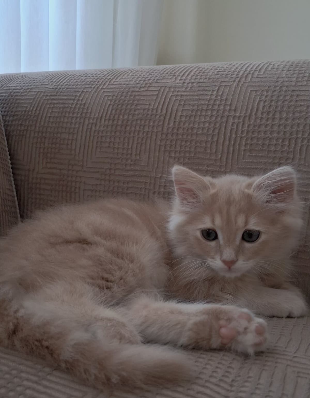 Ares British Longhair Kedi, Düzce