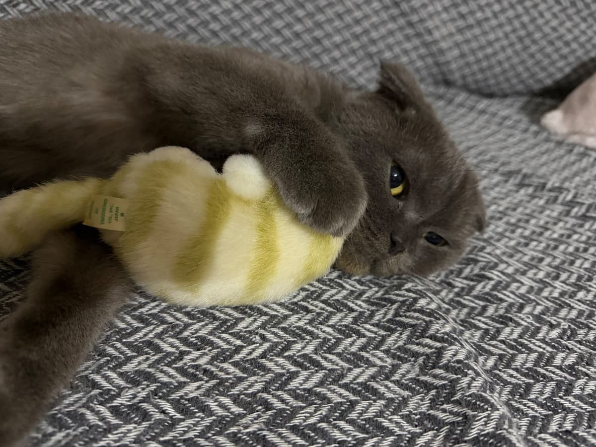 MİŞA Scottish Fold Kedi, İstanbul