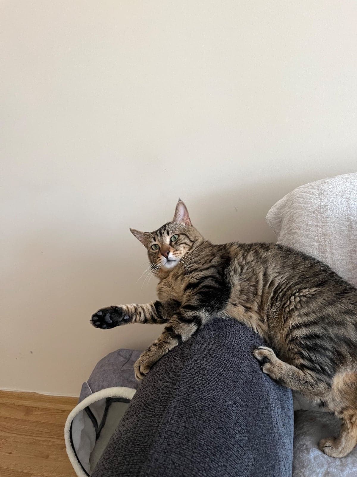 dobby Tekir Kedi, Ankara